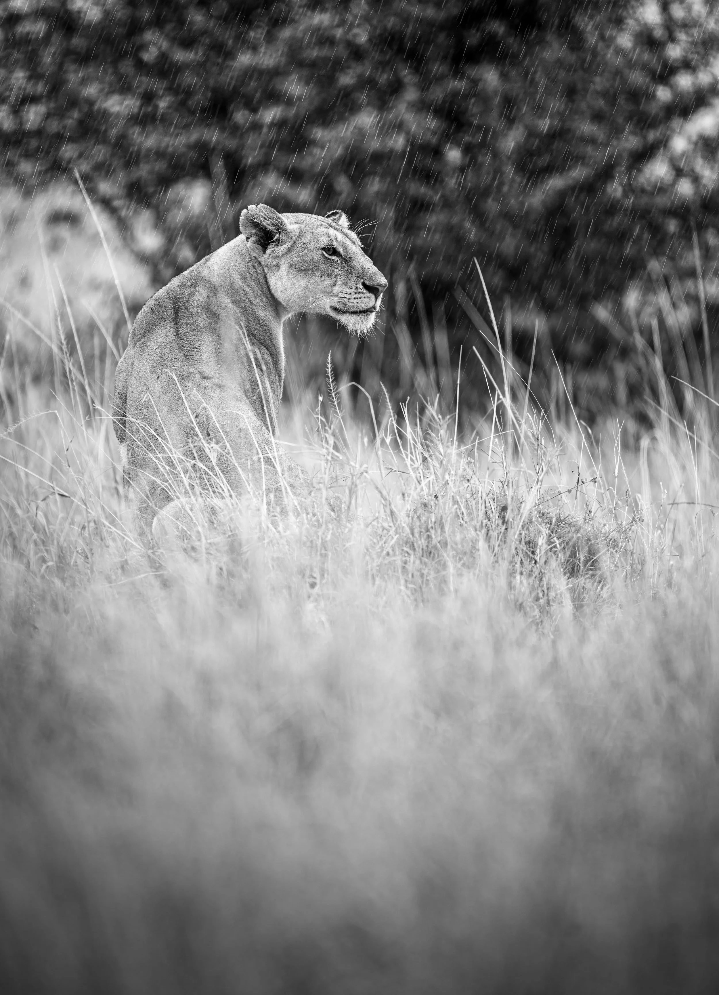Safari Mara 2025 (2350).JPG
