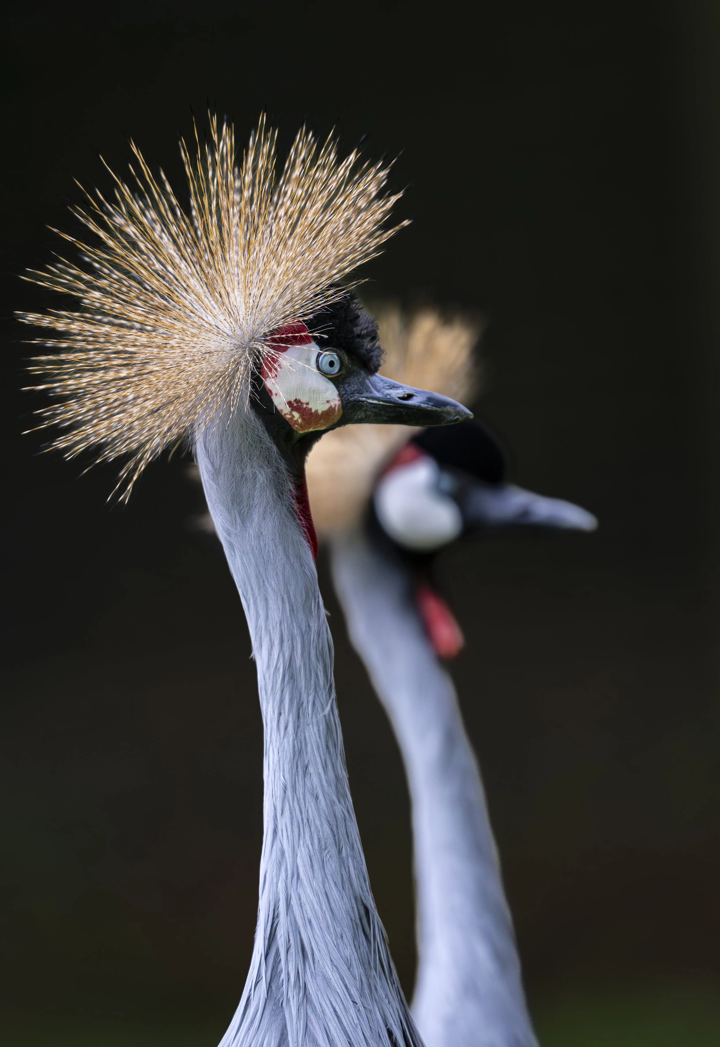 Birdworld 2025  (251)-Enhanced-NR.JPG