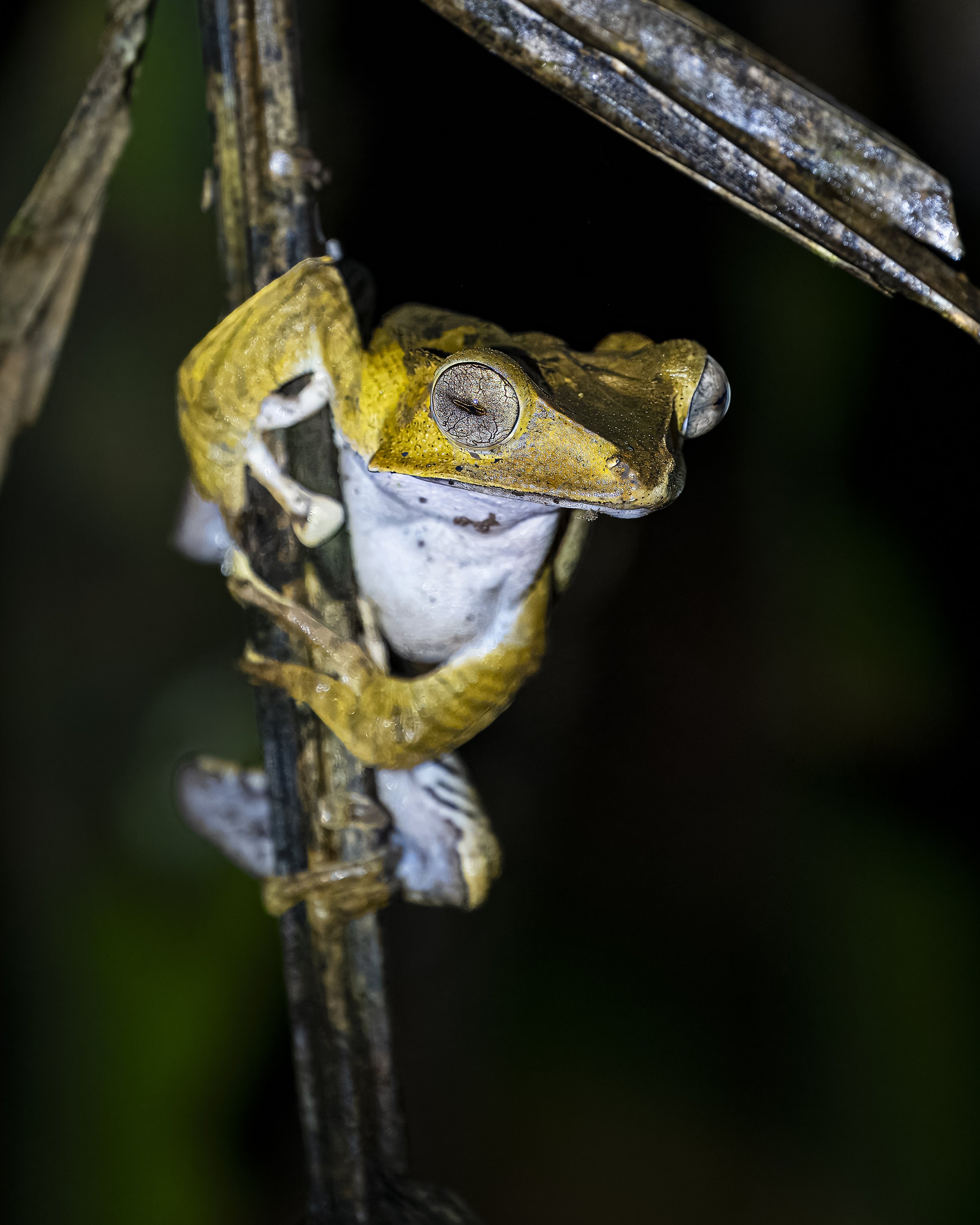 Sing & Borneo (7547).JPG