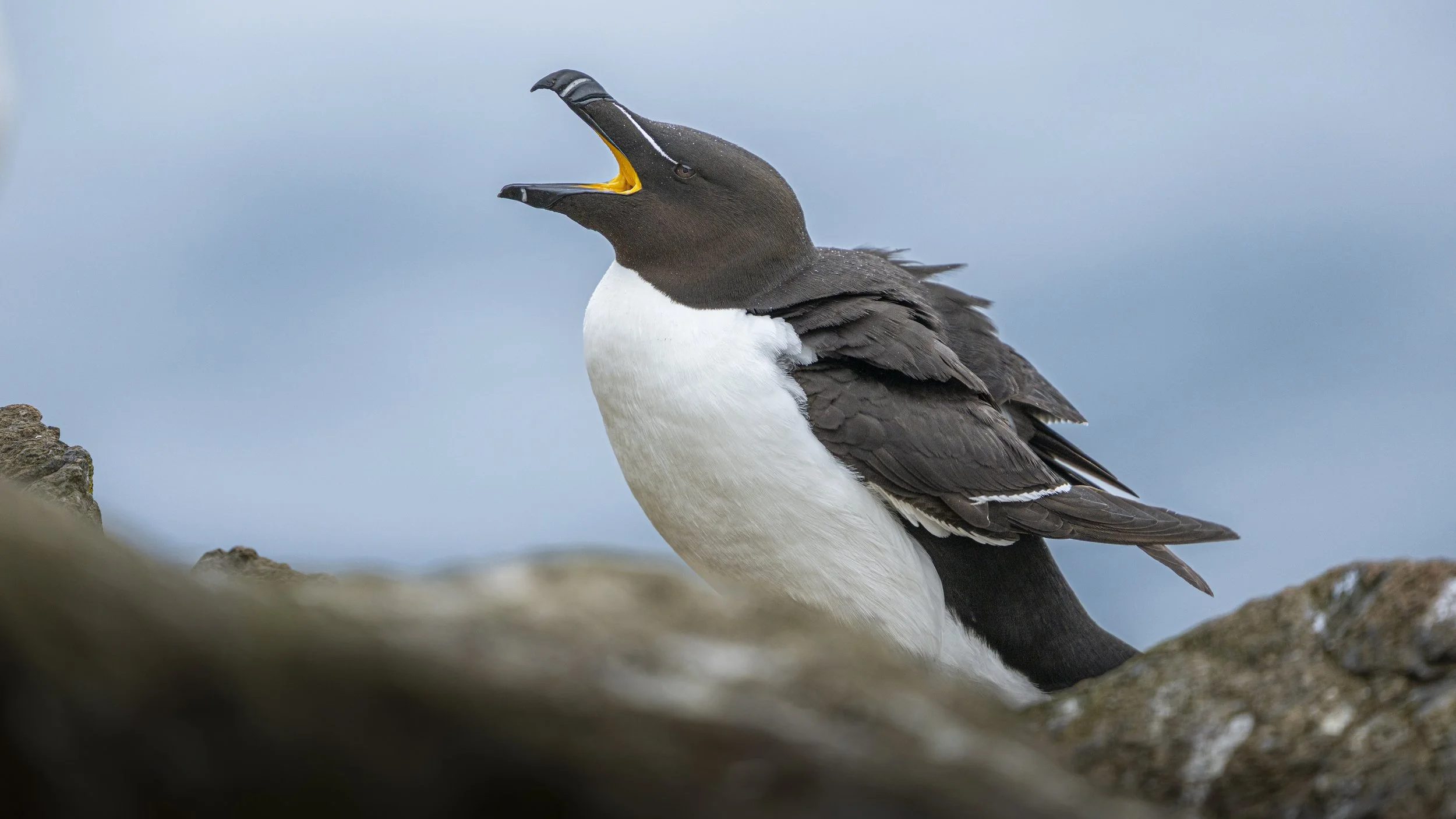 GB Coast 25 (59).JPG