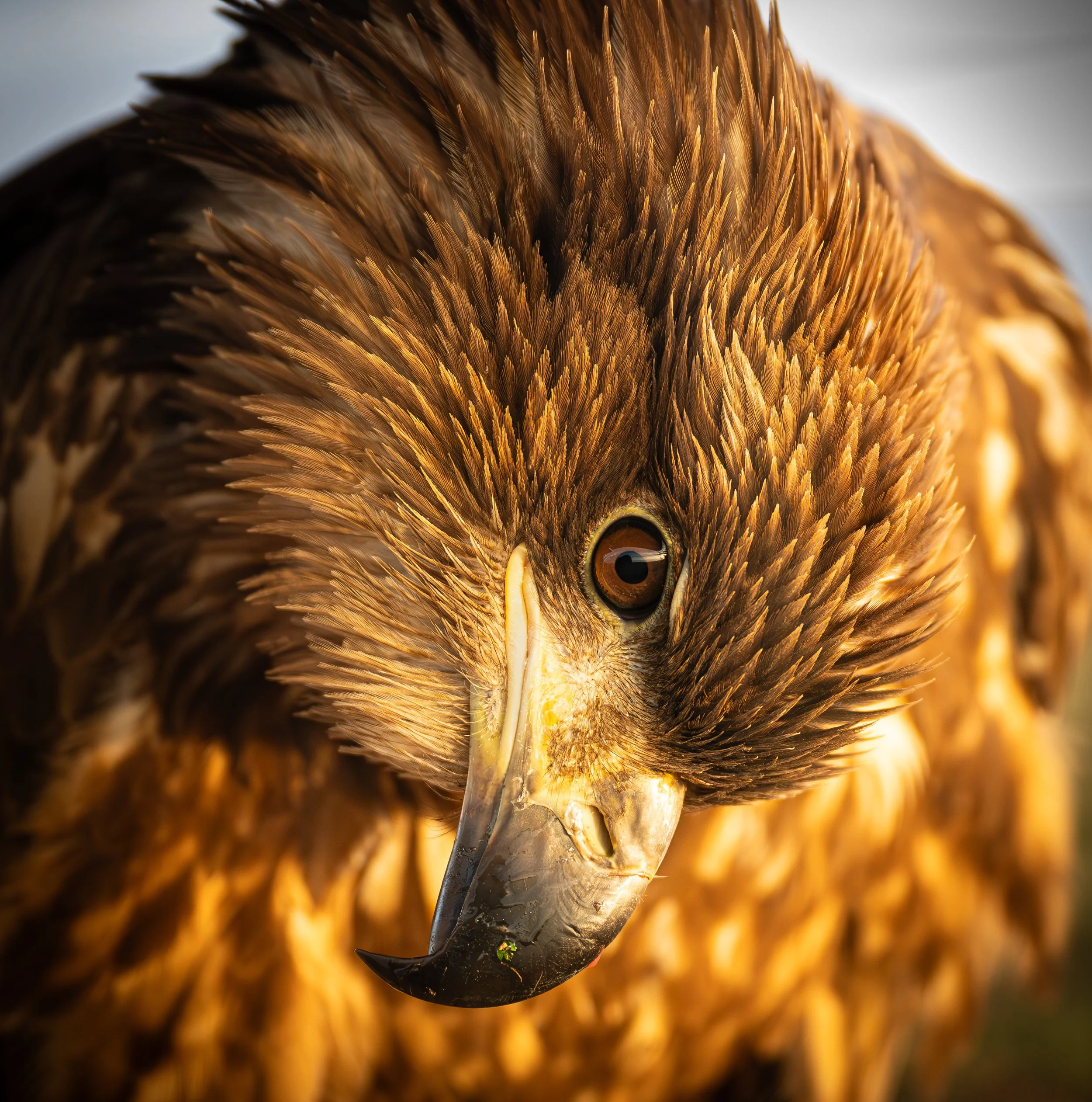 Hungary - Jan 2025  (3711)-Enhanced-NR.jpg