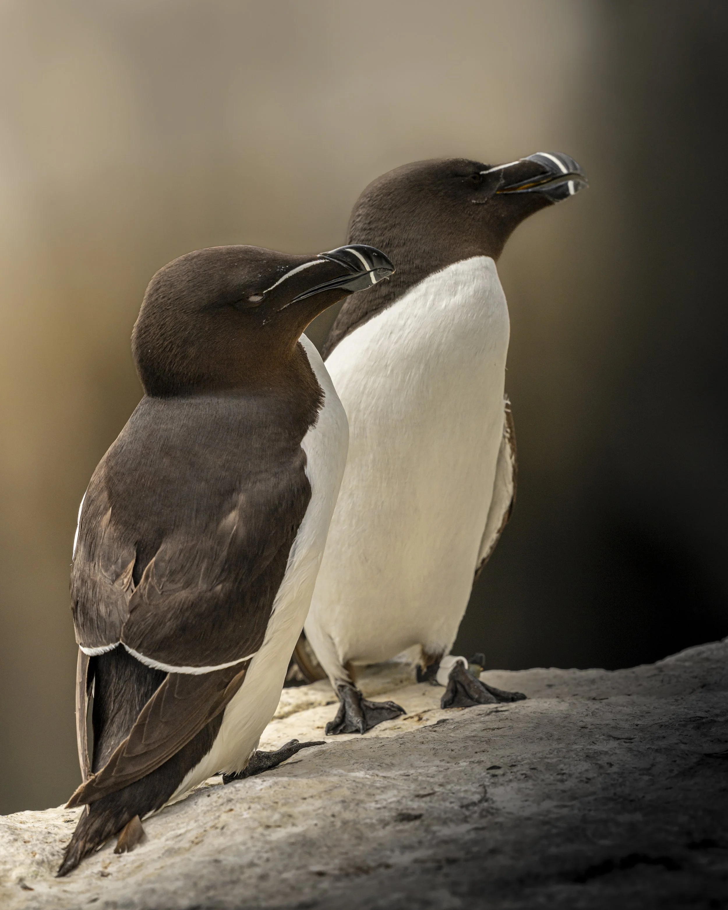 GB Coast 25 (4217).JPG