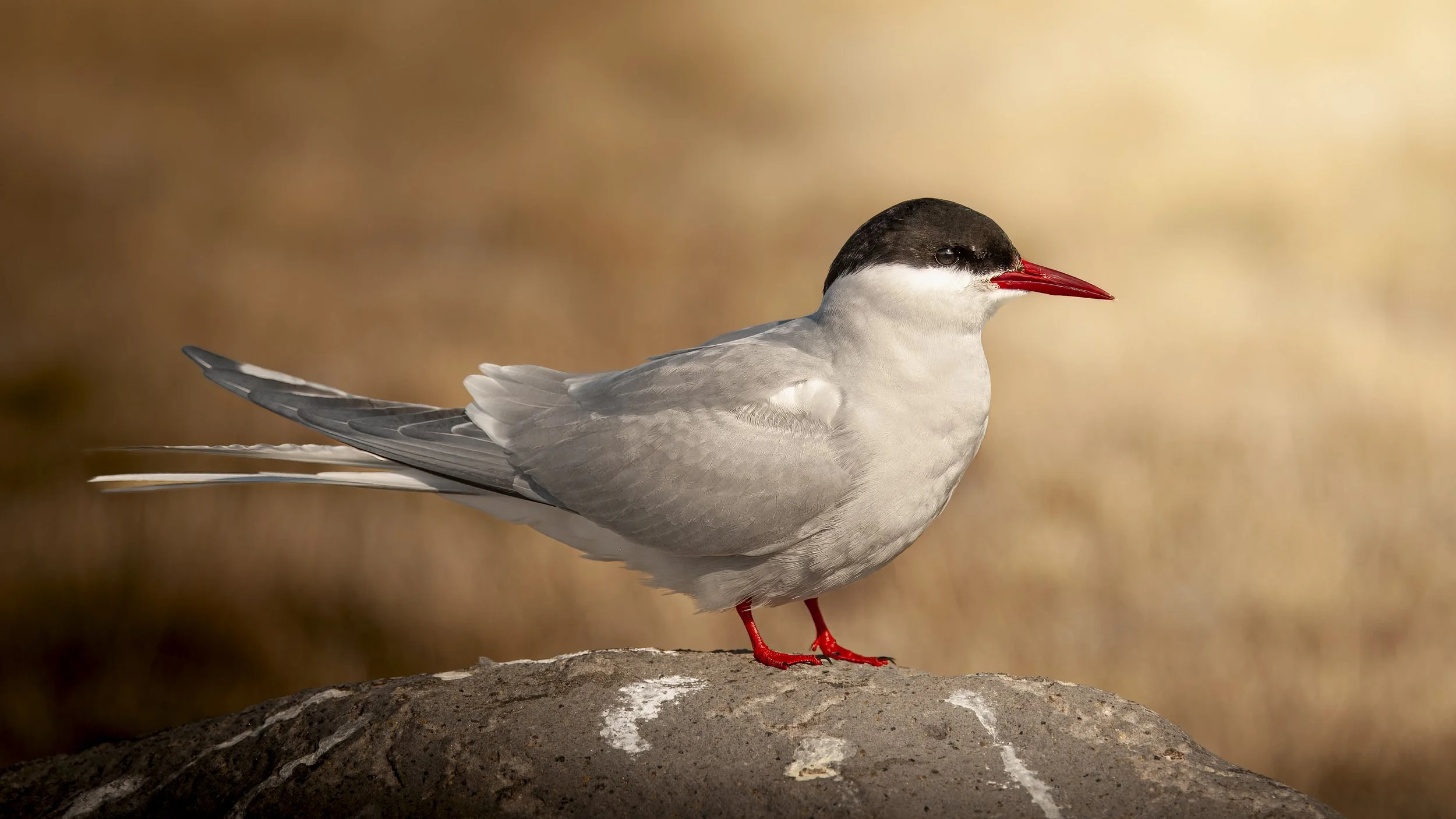 Iceland 2015  (169).JPG