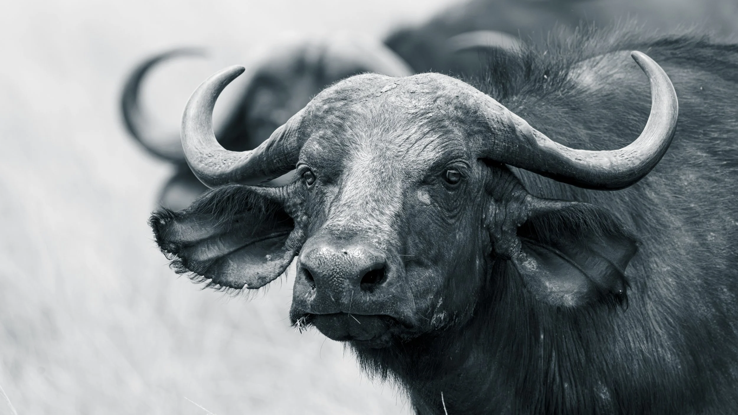 Safari Mara 2025 (4627).JPG