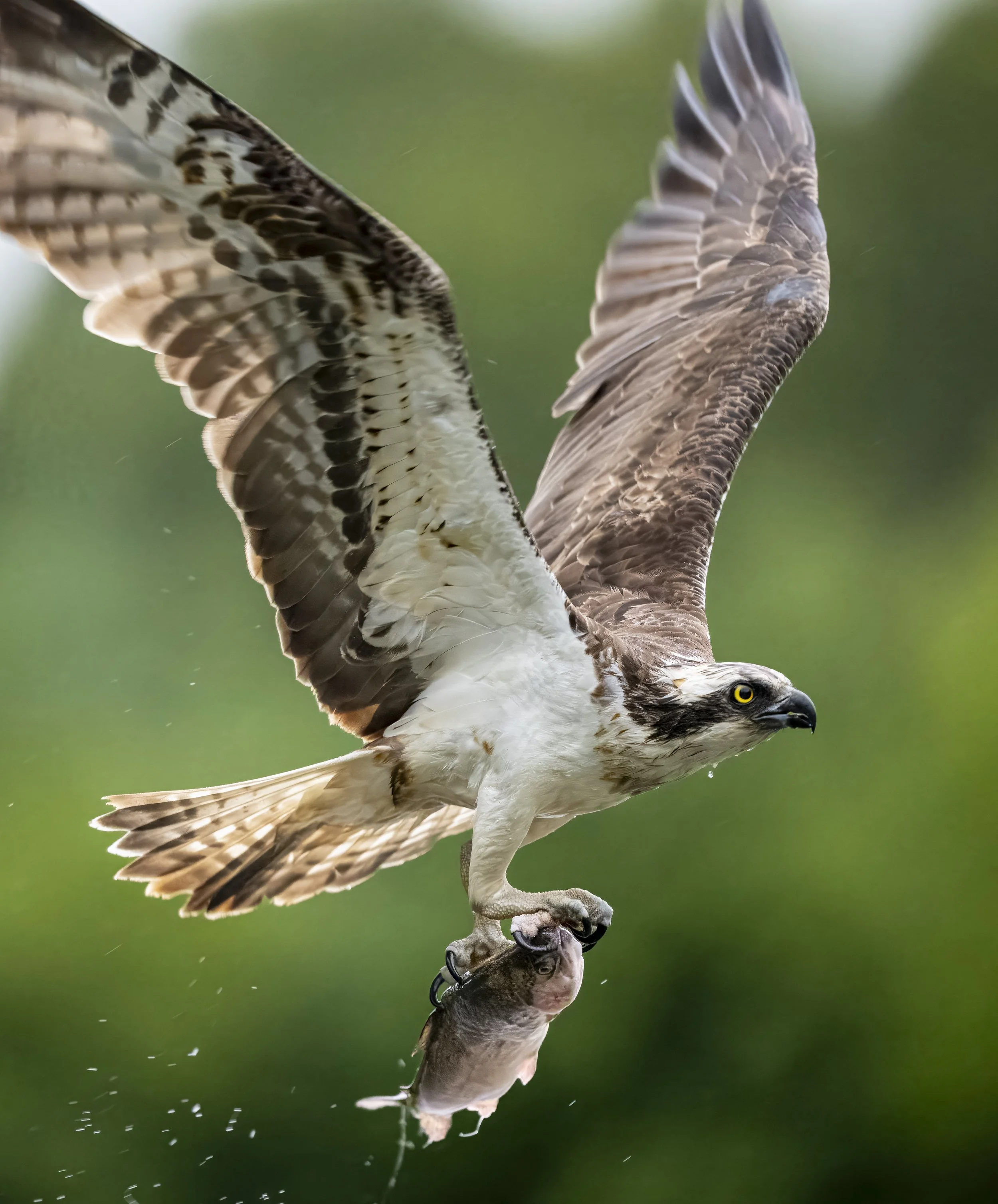 GB Coast 25 (2932).JPG