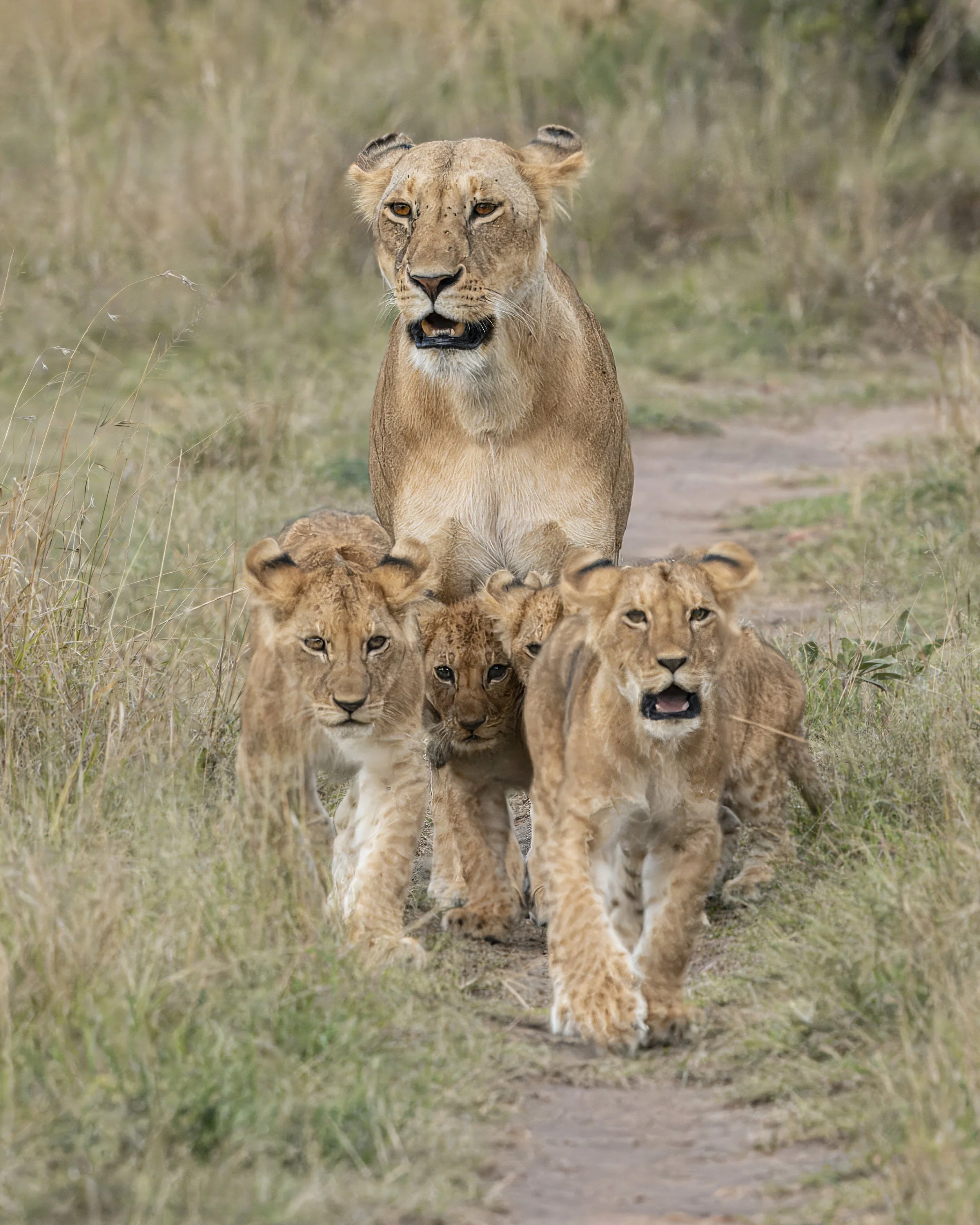 Safari Mara 2025 (801).JPG