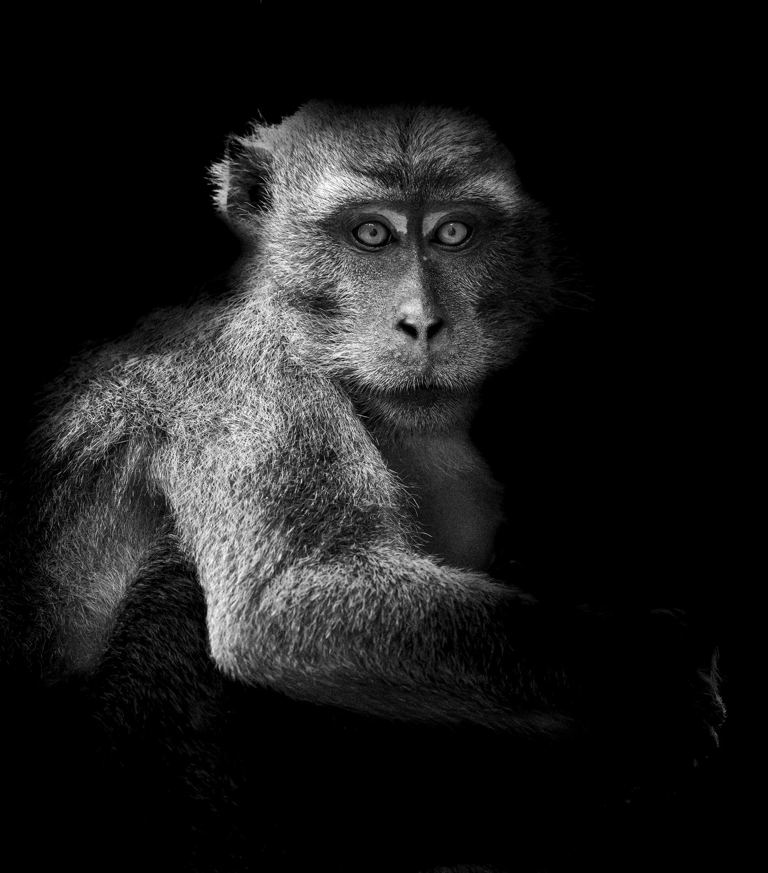 Sing & Borneo  (3332)-Enhanced-NR-Edit-2.JPG