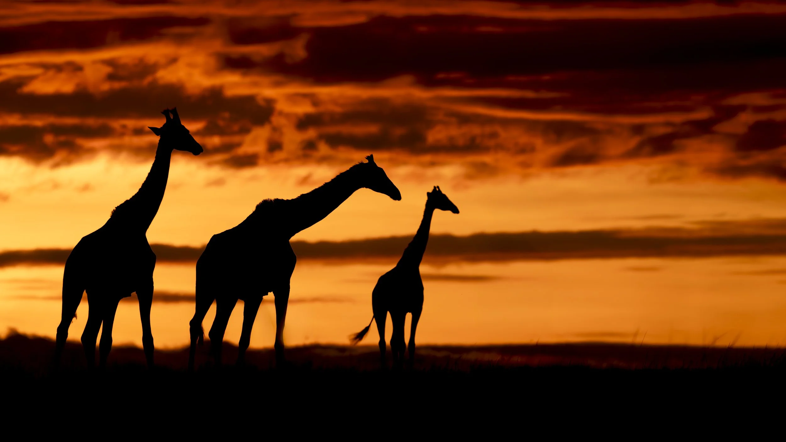 Safari Mara 2025 (3533)-Edit-2.JPG