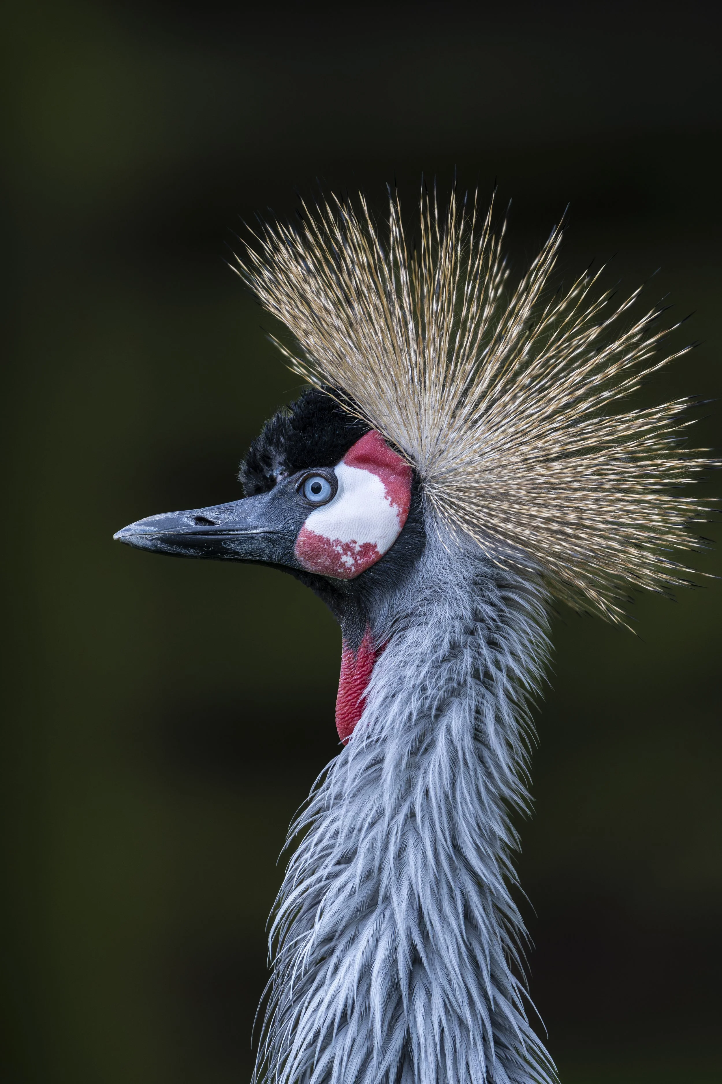 Birdworld 2025  (260)-Enhanced-NR.JPG