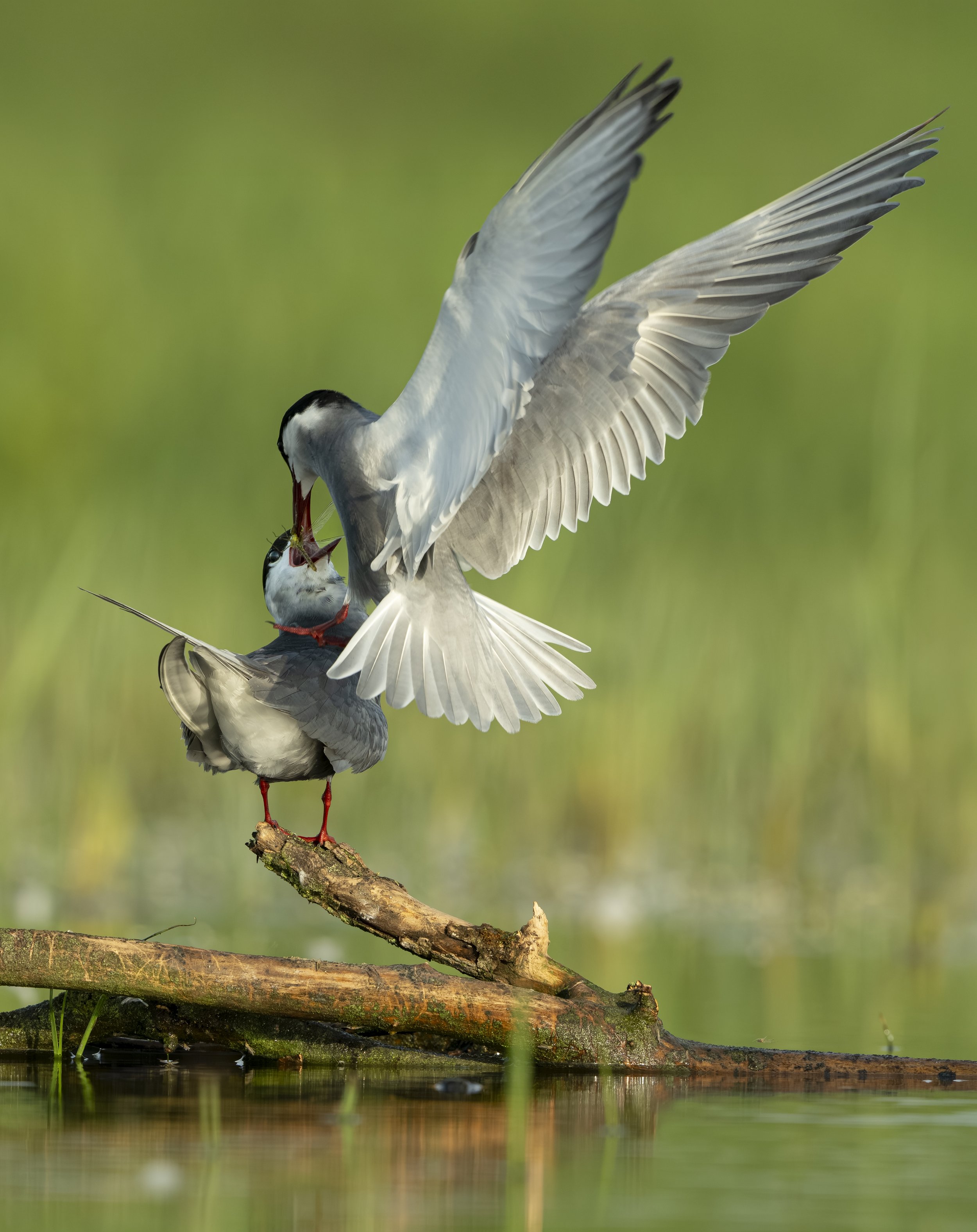Hungary Jun 25 (2187)-Edit.JPG