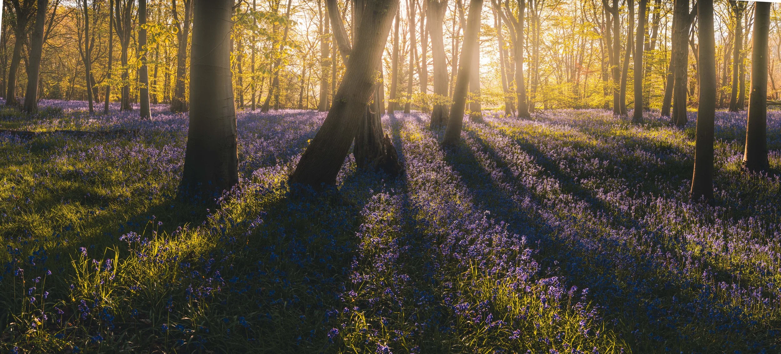 Colney Woods - Apr 20 2026 (150)-Pano.JPG