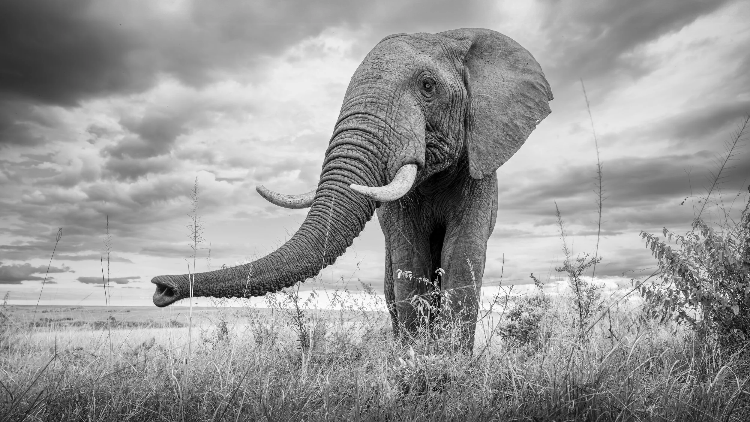 Safari Mara 2025 (5918)-Edit.JPG