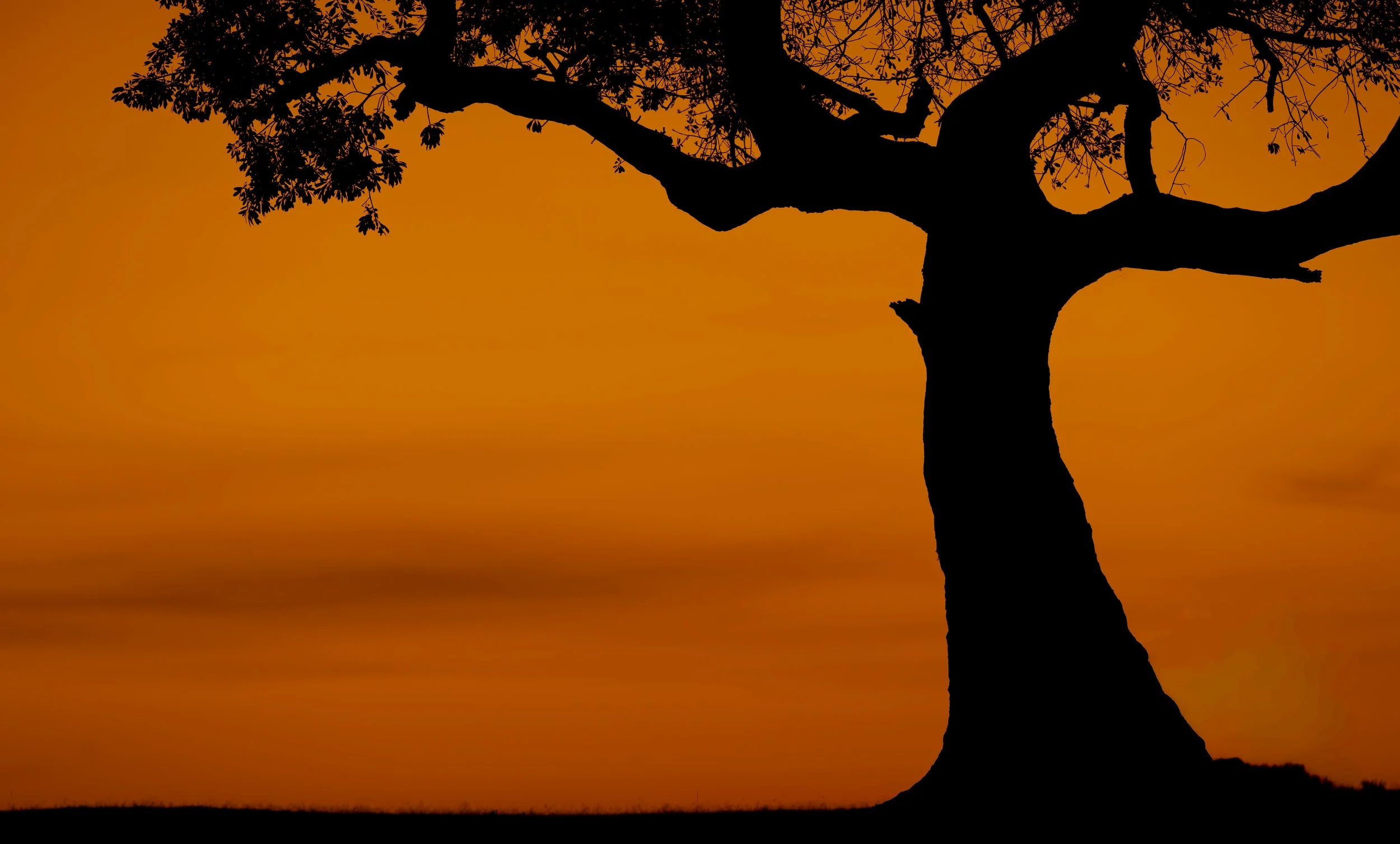 Safari Mara 2025 (11587).JPG