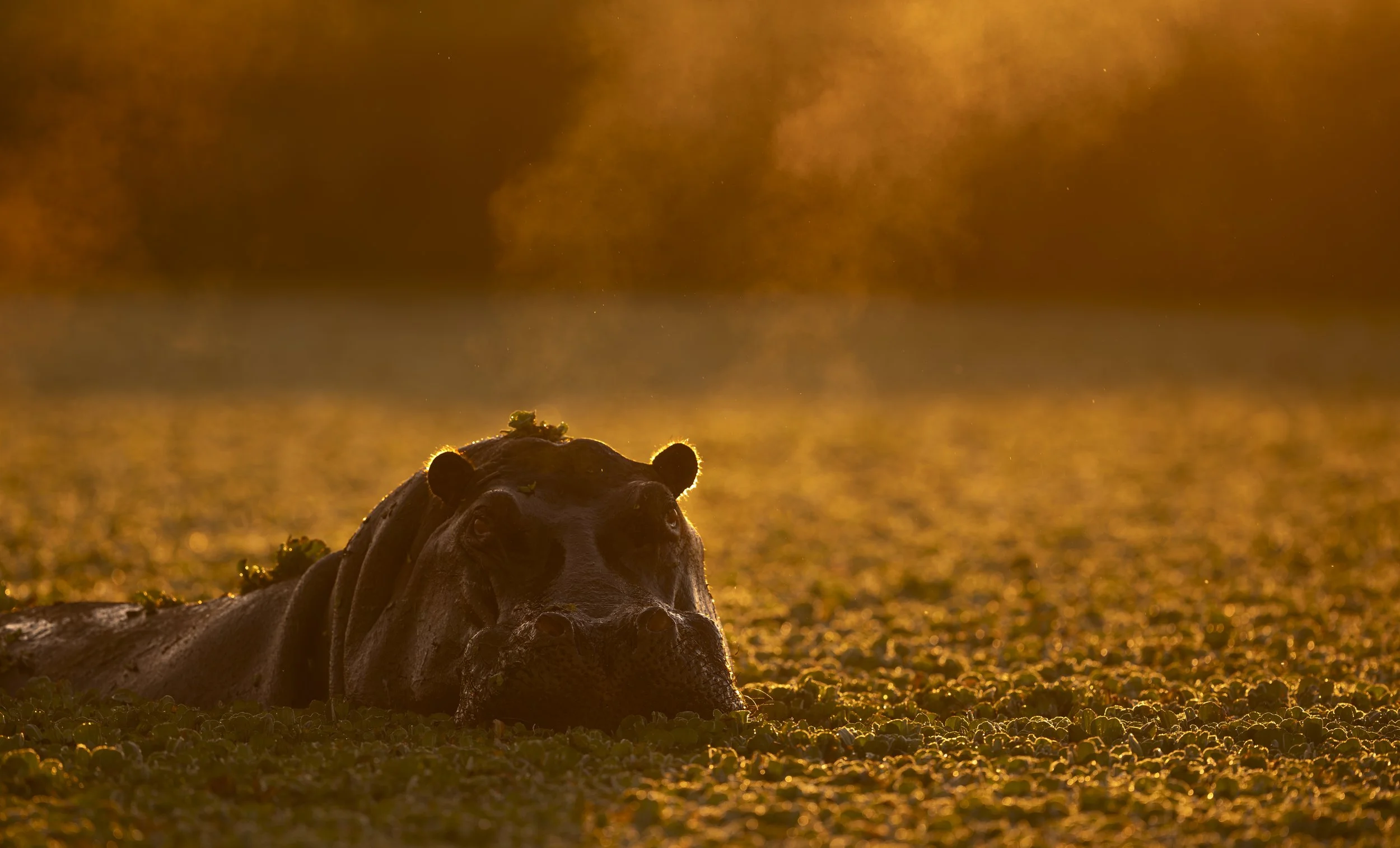 Safari Mara 2025 (8317).JPG