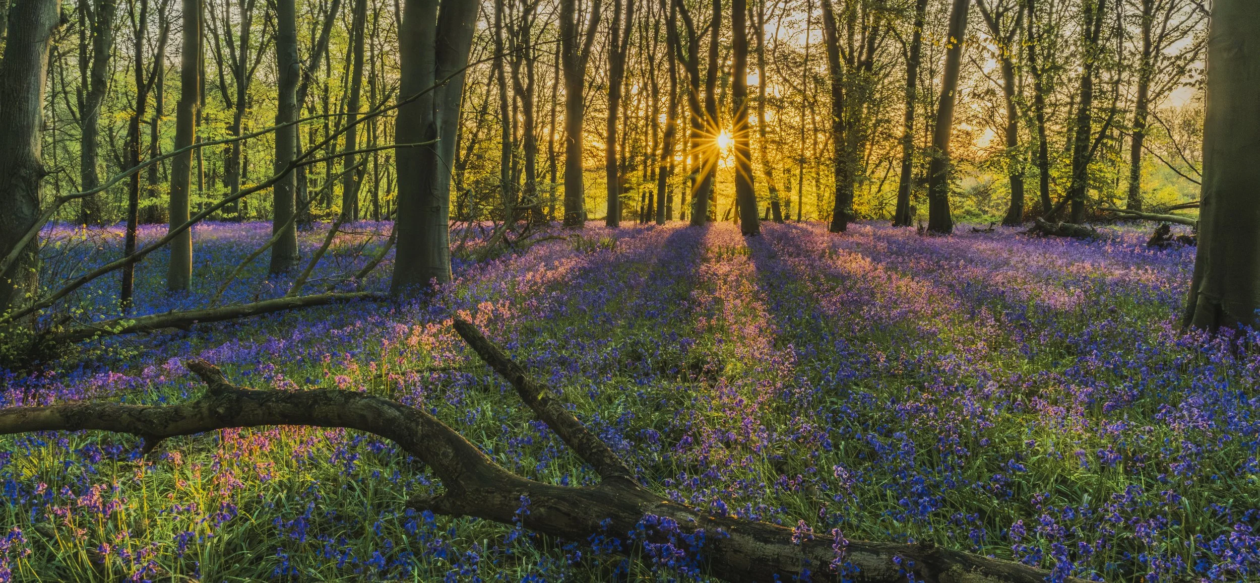 Colney Woods - Apr 19 2026 (6)-HDR.JPG