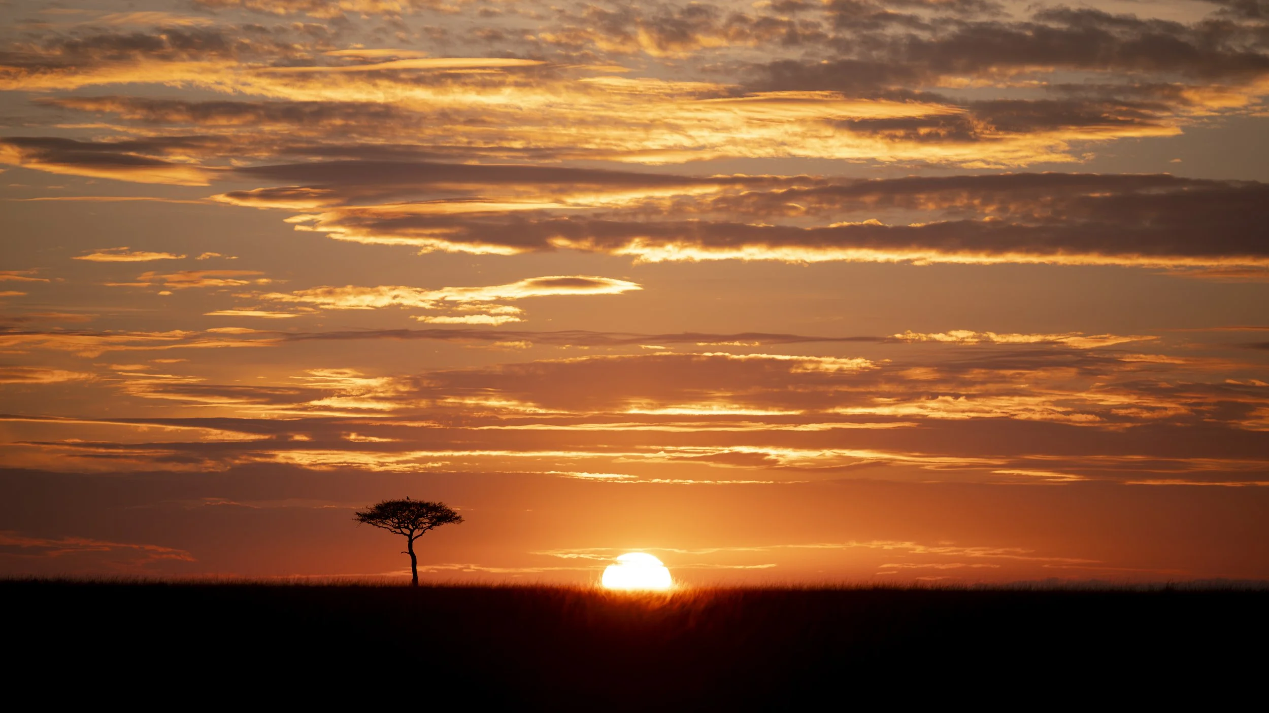 Safari Mara 2025 (9440).JPG