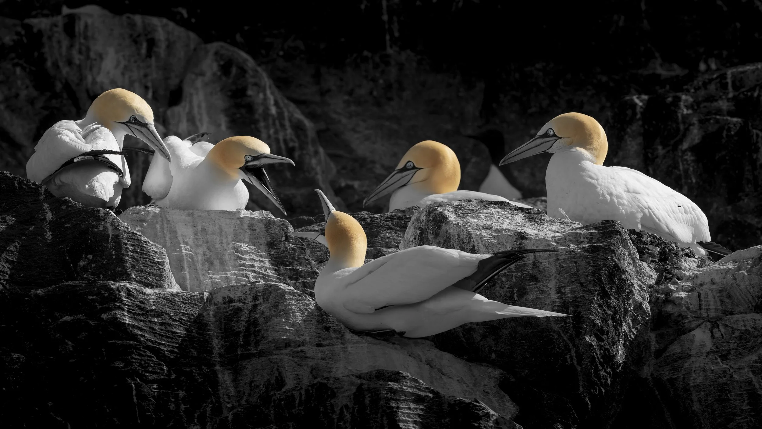 GB Coast 25 (4400).JPG