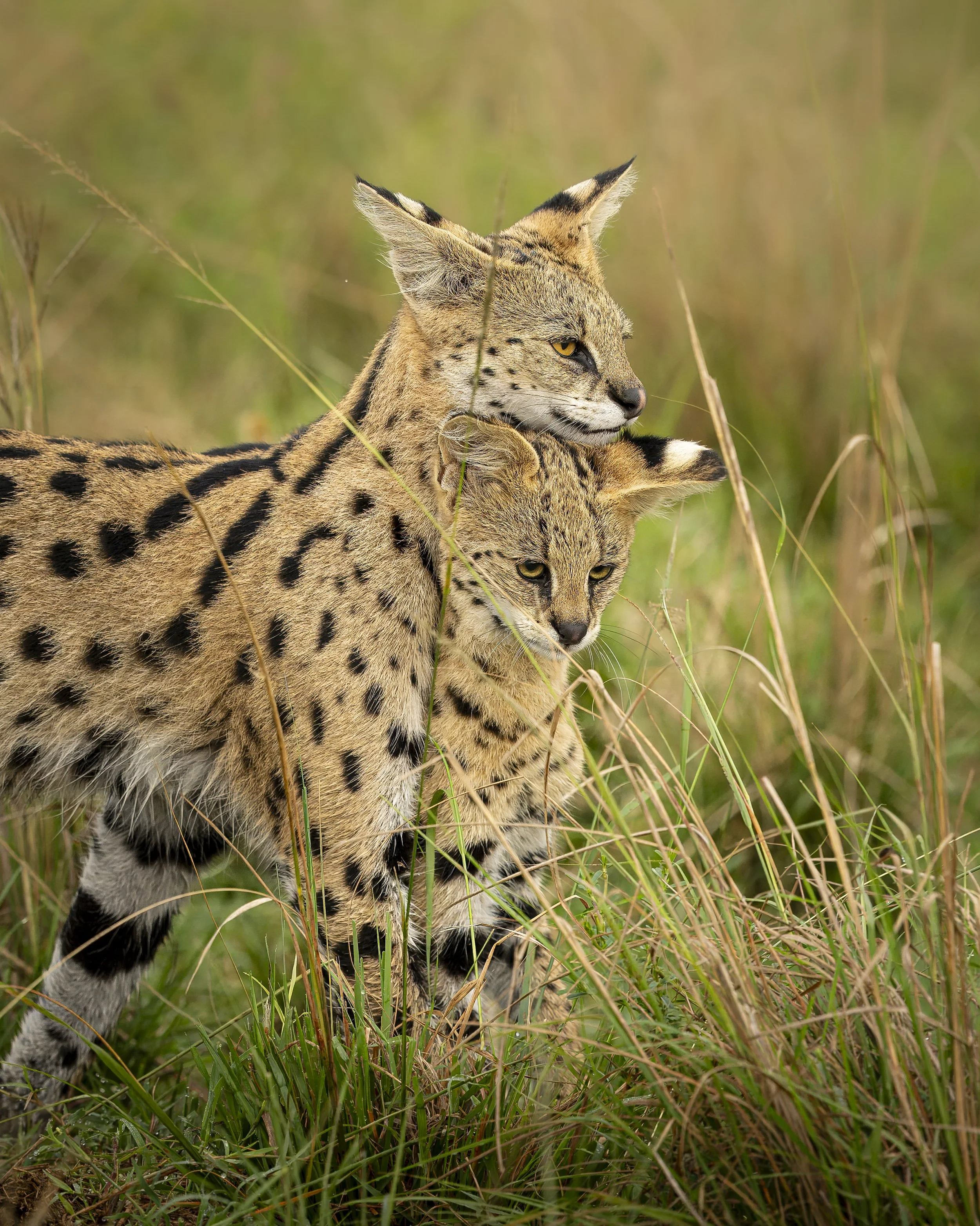 Safari Mara 2025 (6289)-2.JPG