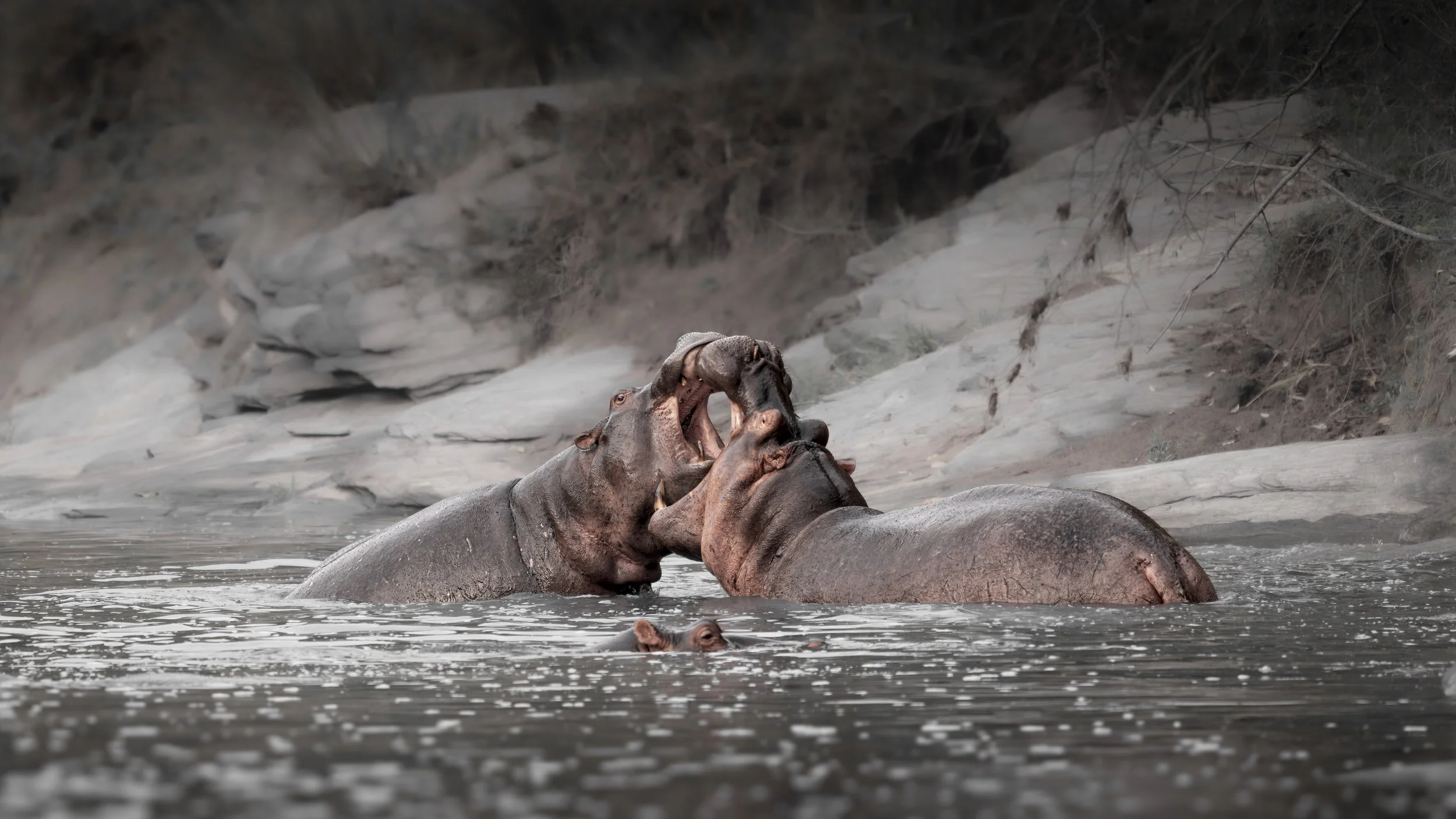 Safari Mara 2025 (13042).JPG