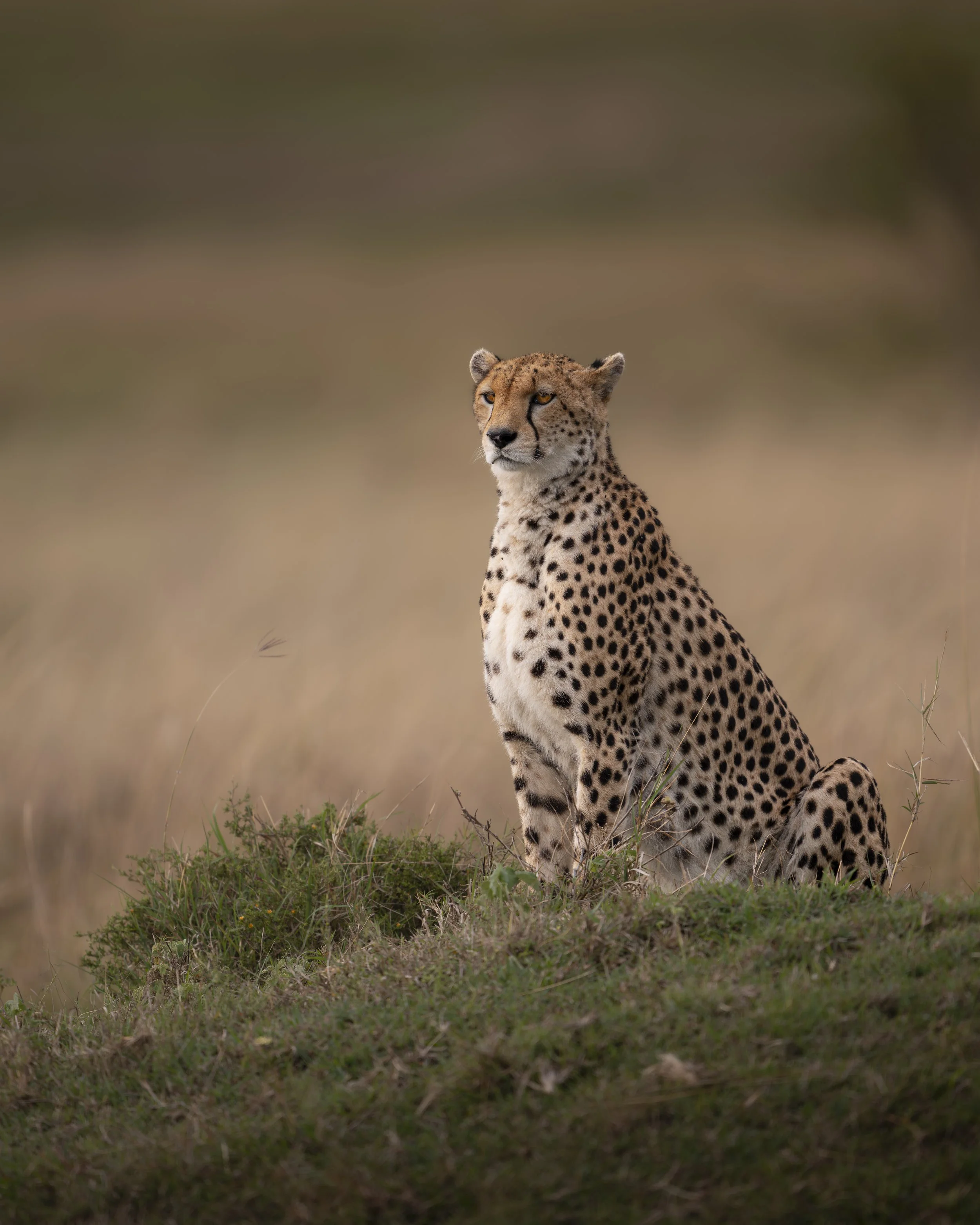 Safari Mara 2025 (1217).JPG