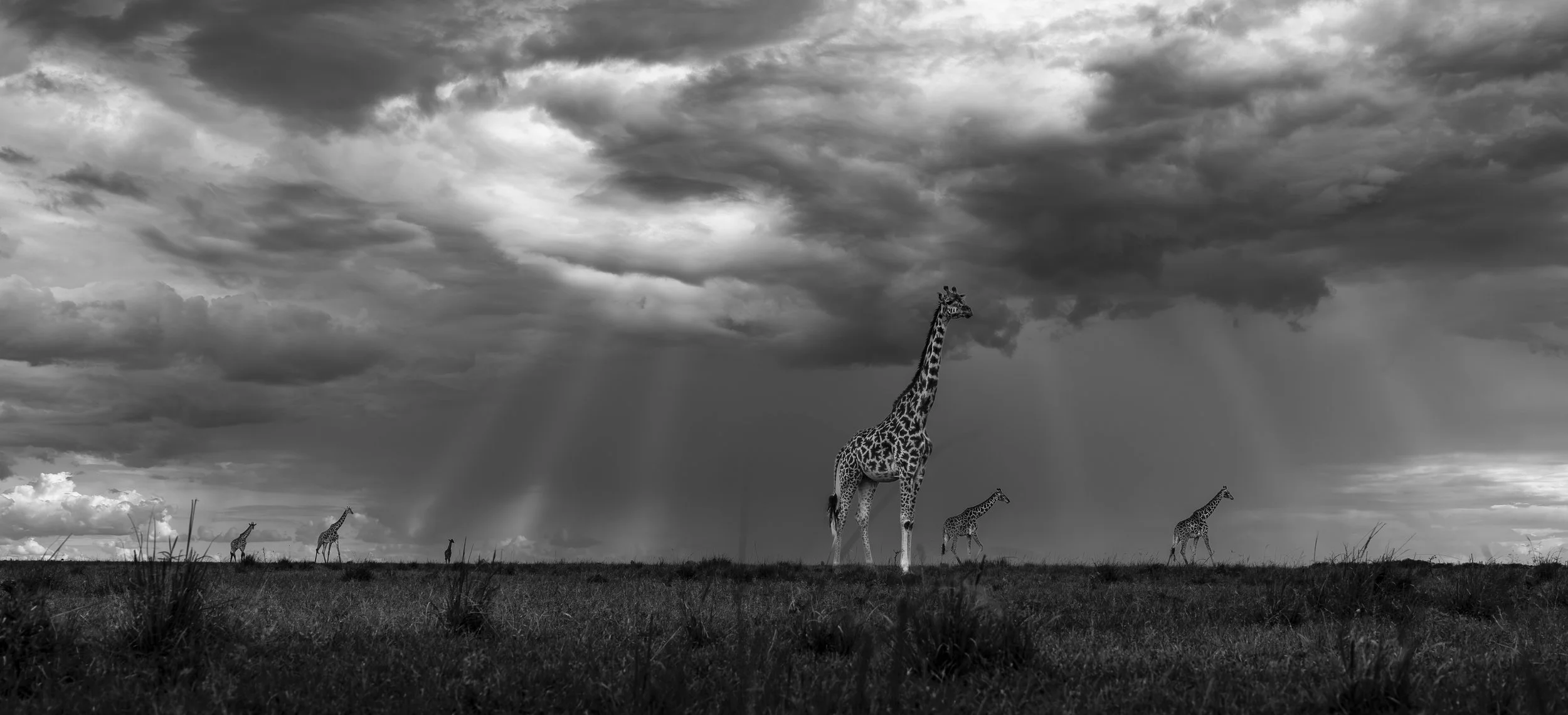 Safari Mara 2025 (1105).JPG