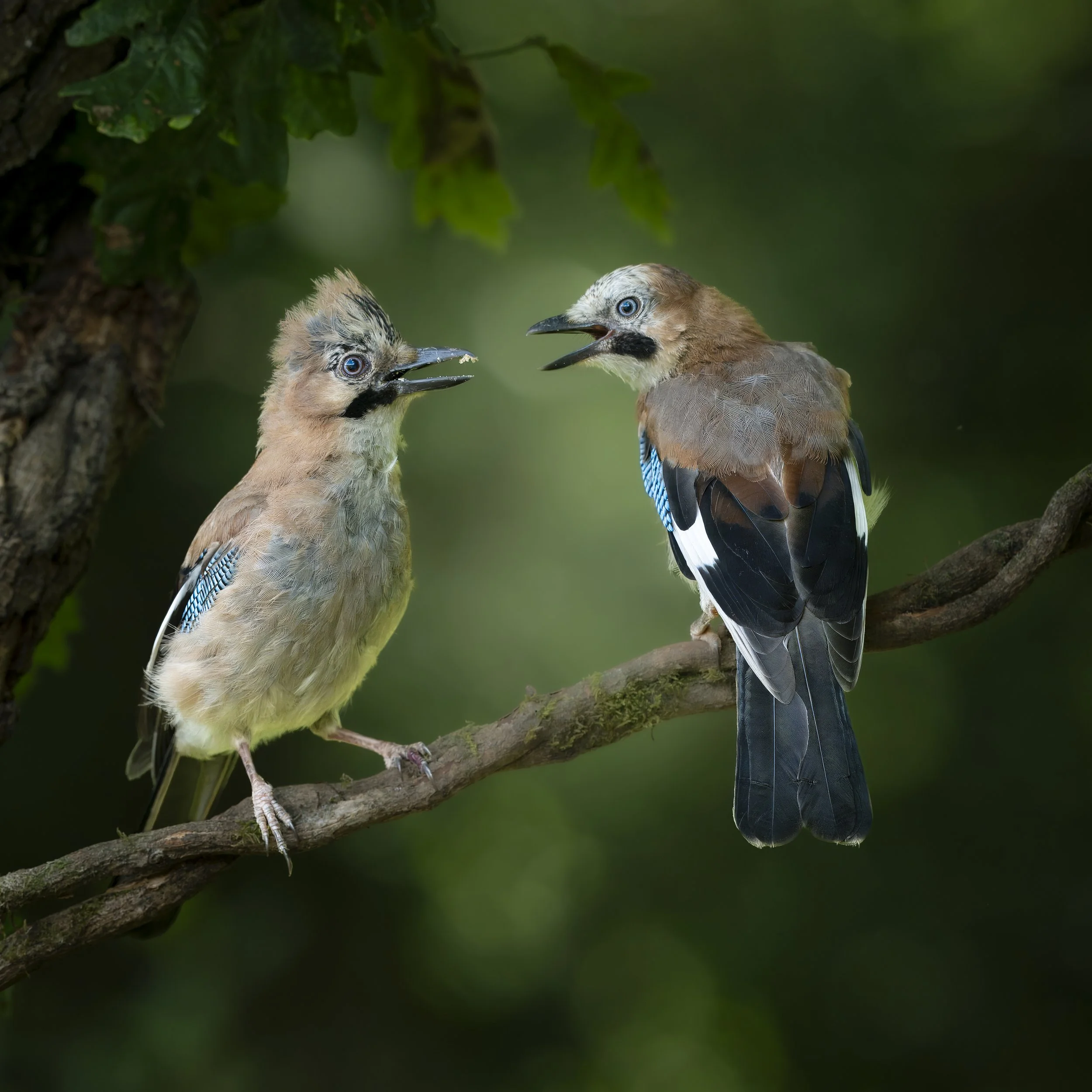 Warnham-Dorset Hide - Jul 2026 (194).JPG
