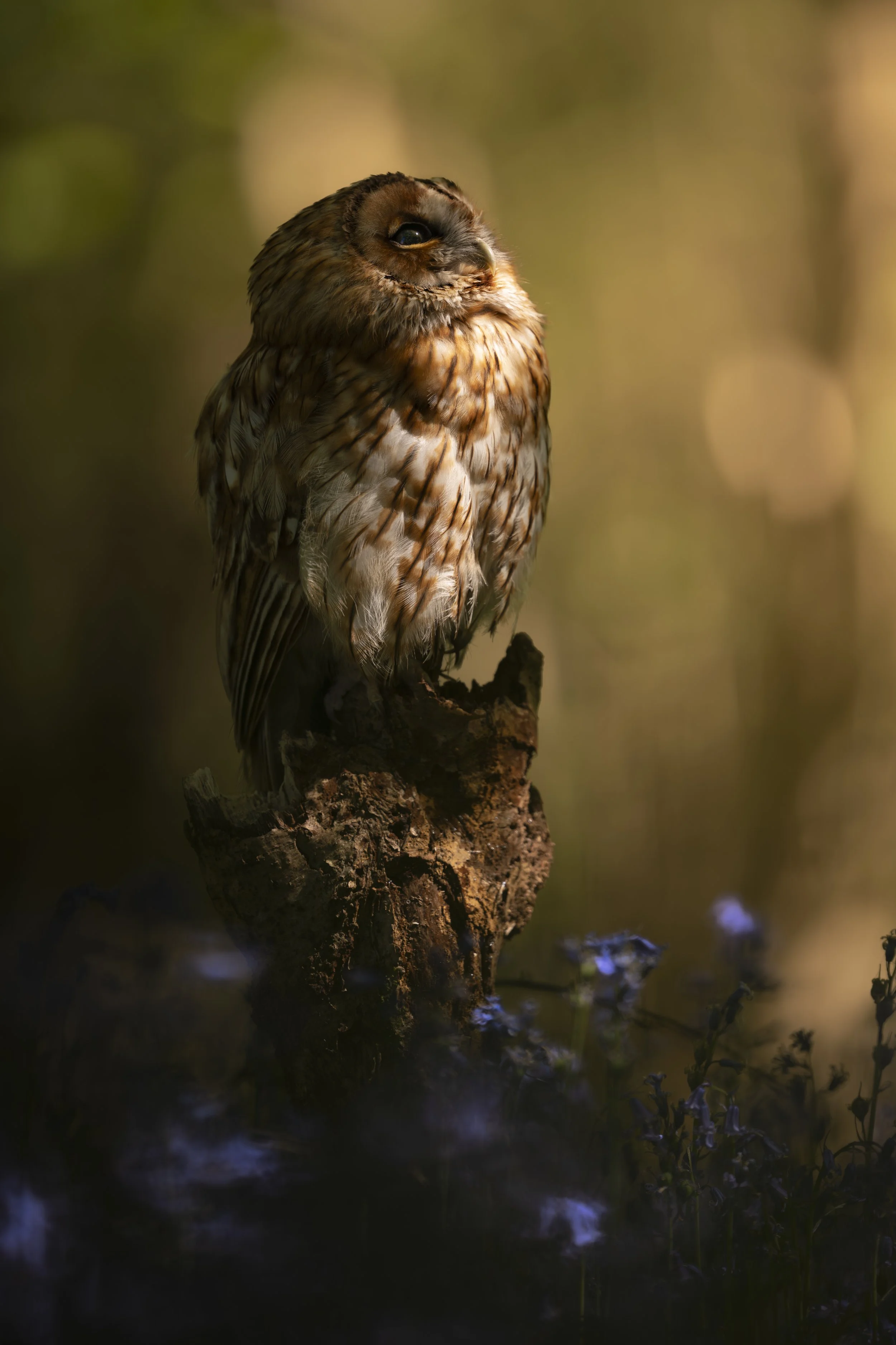 BWC - Owls in Bluebells -Apr 2026 (388).JPG