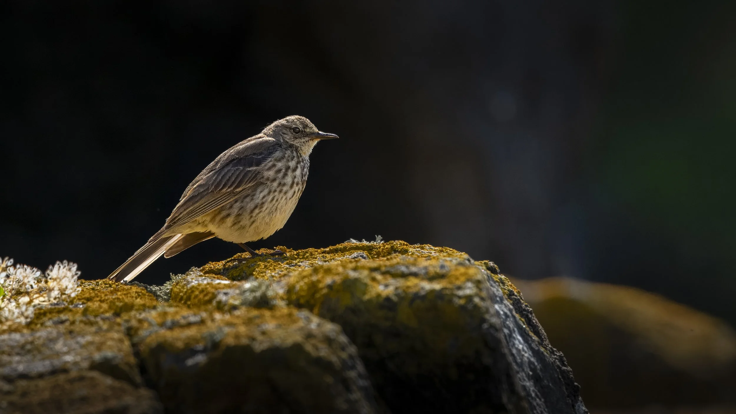 GB Coast 25 (4504).JPG