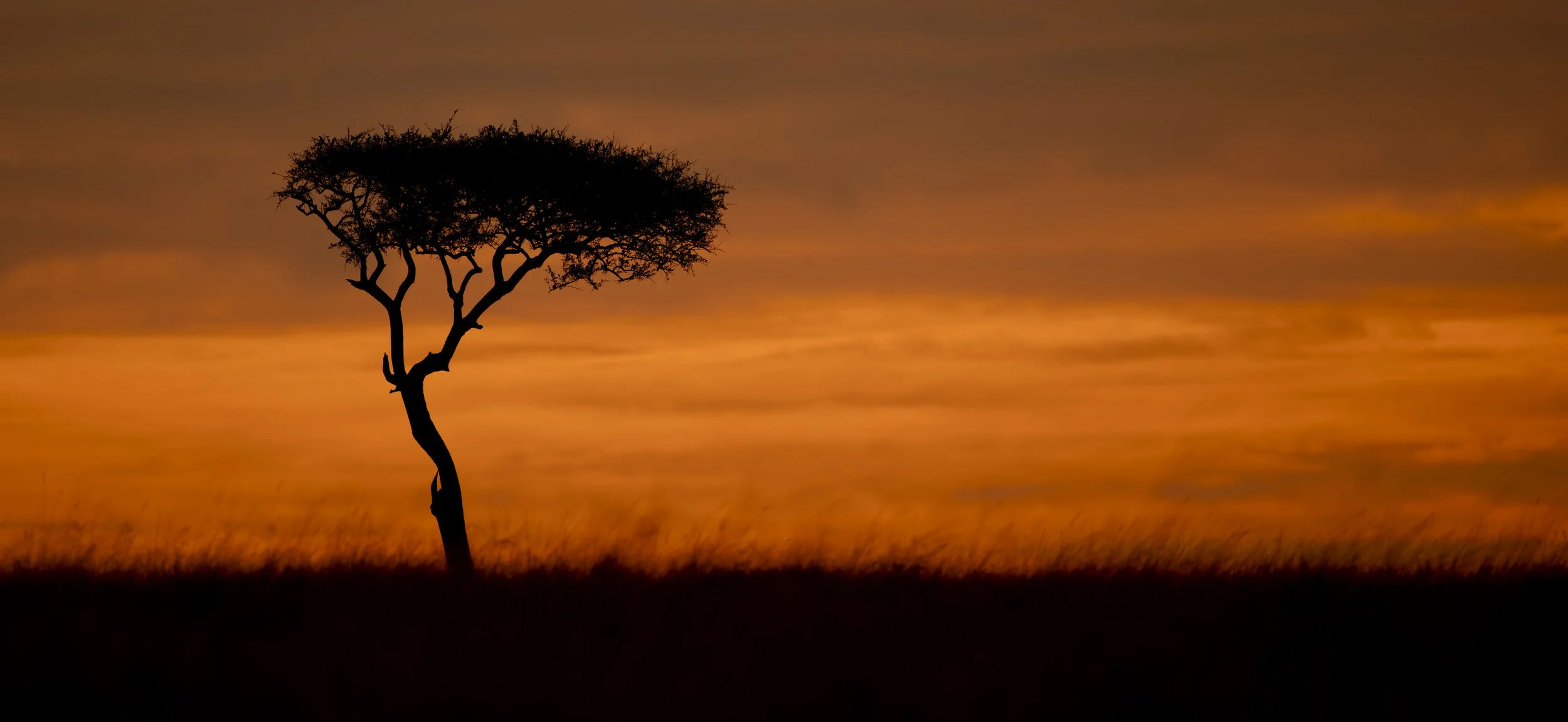 Safari Mara 2025 (3838).JPG