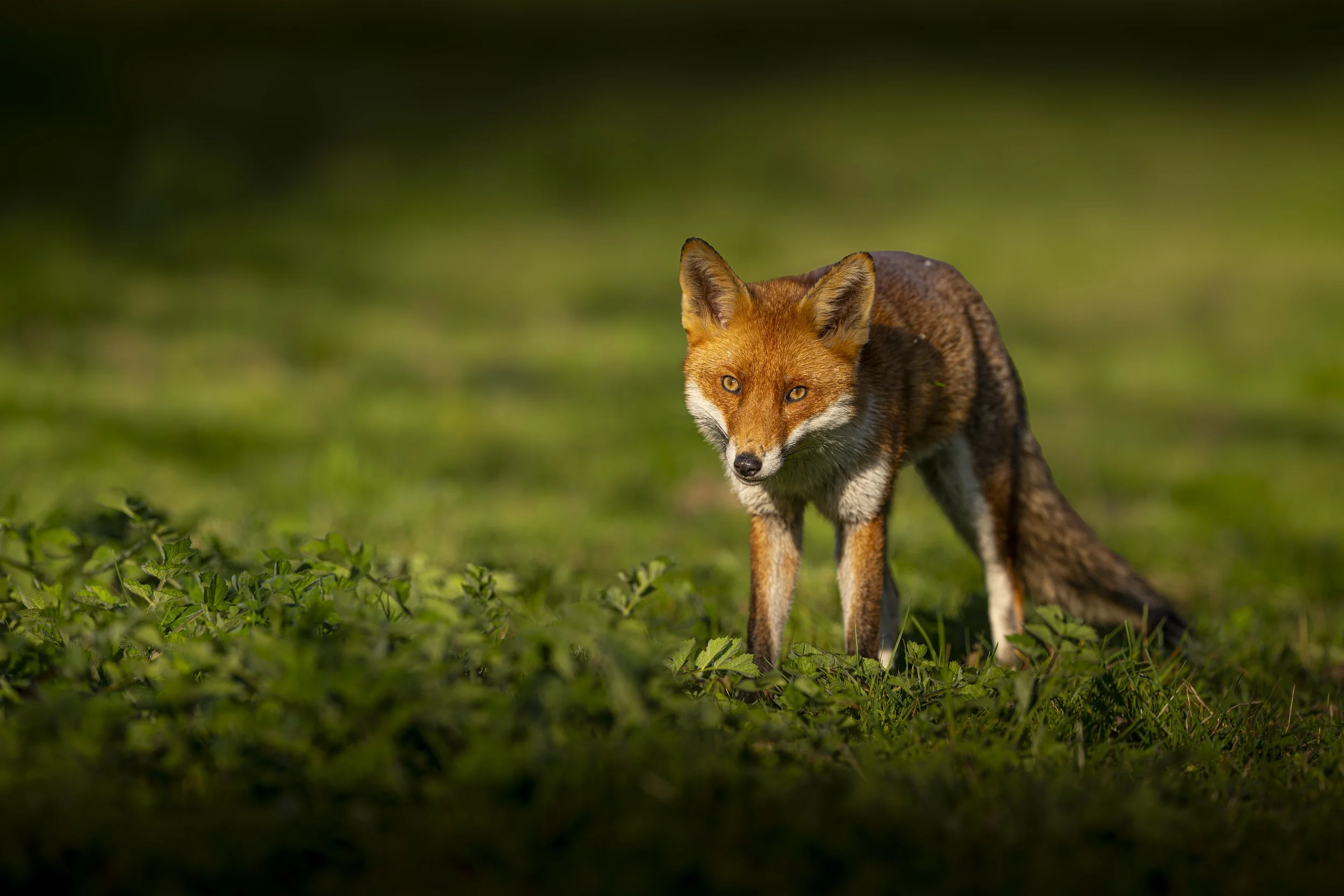 Fox Hide - Rayleigh - Apr 2025 (319).JPG