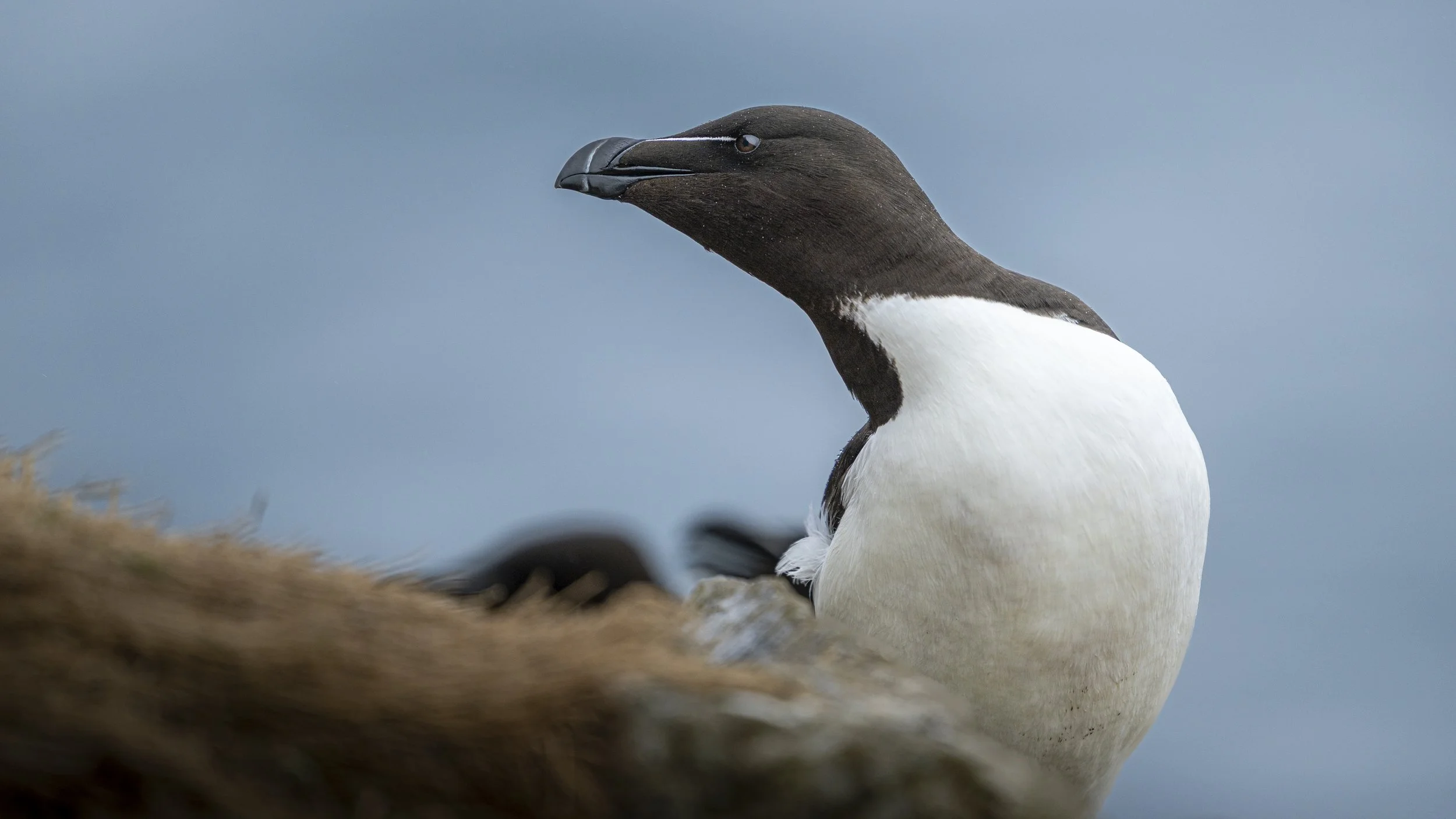 GB Coast 25 (64).JPG