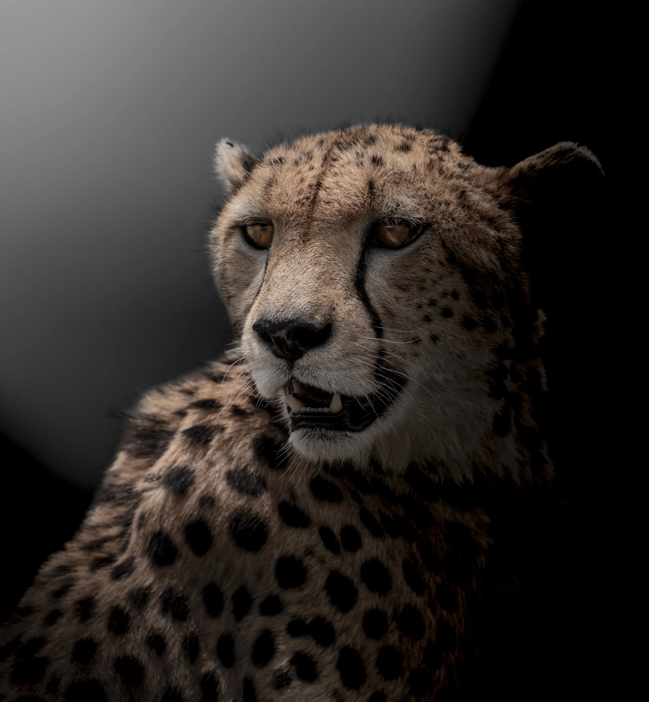 Safari Mara 2025 (13729)-2.JPG