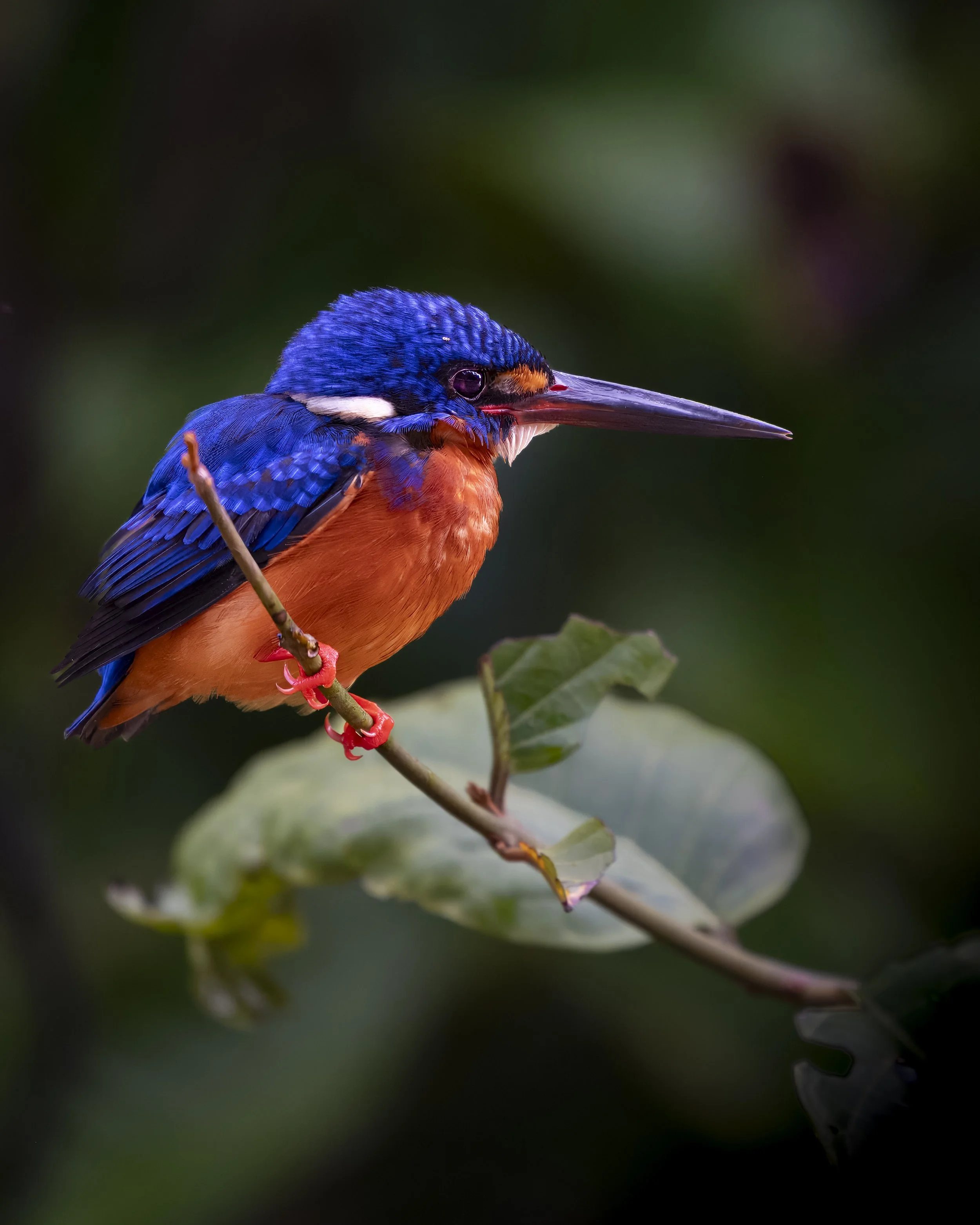 Sing & Borneo (5774)-Edit.JPG