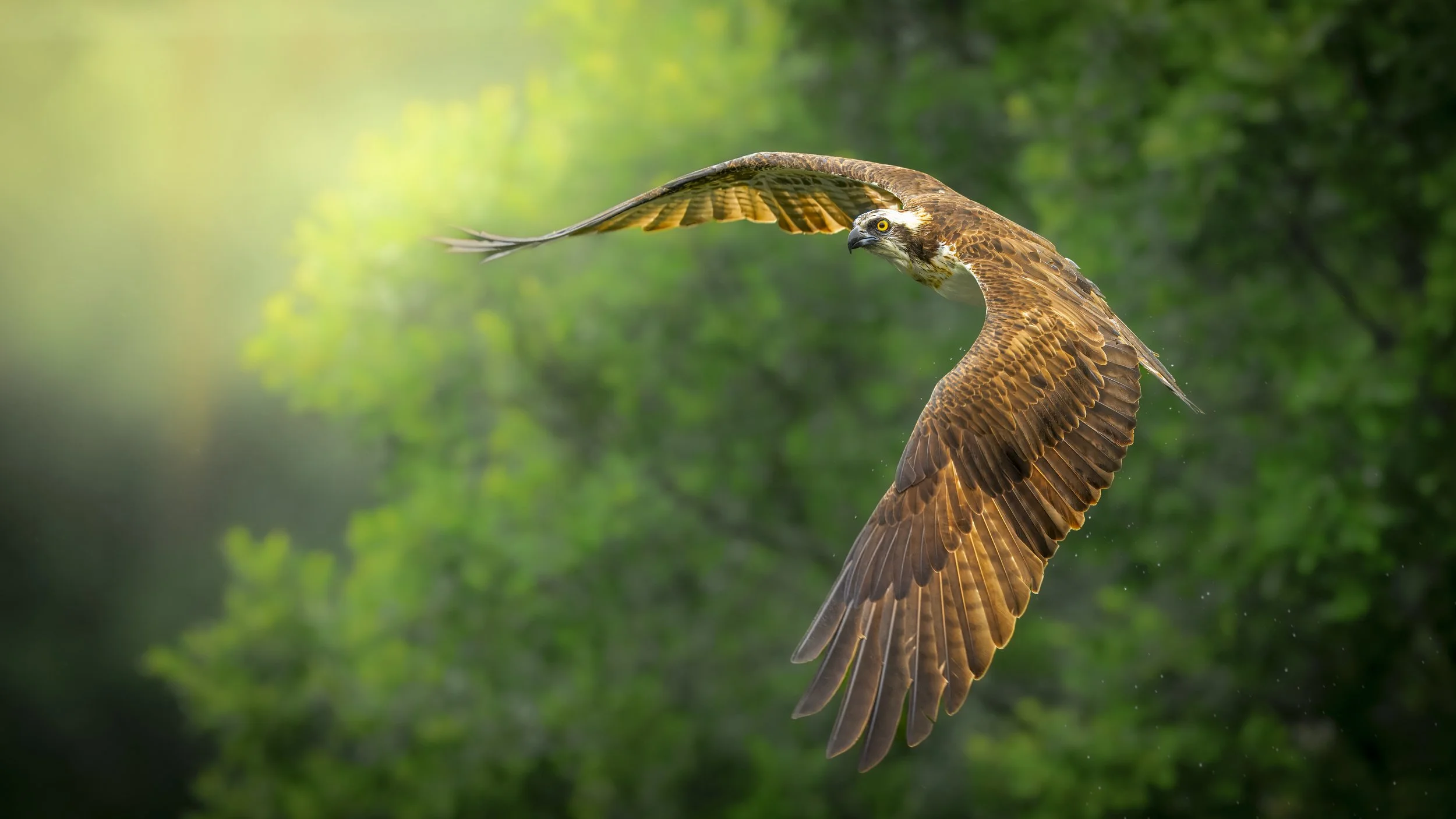 GB Coast 25 (3154).JPG