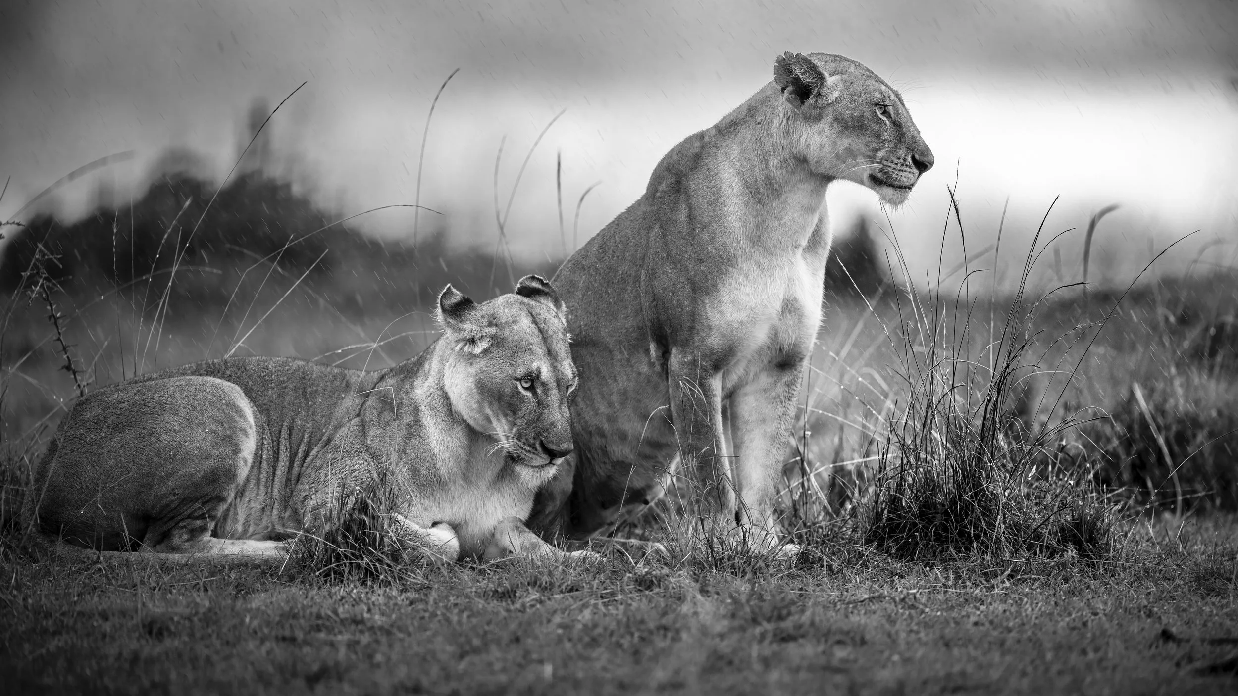 Safari Mara 2025 (2642).JPG