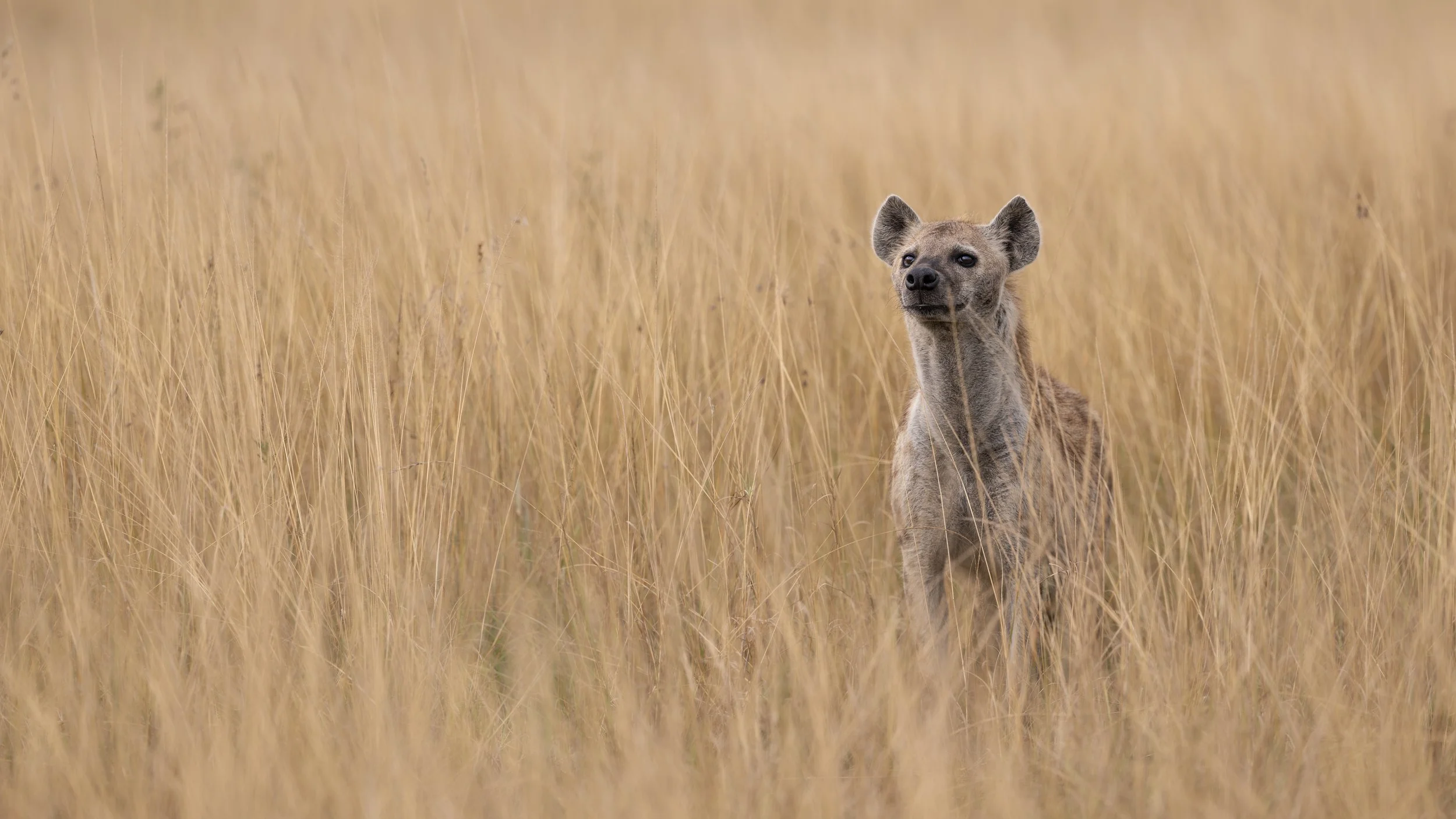 Safari Mara 2025 (3962).JPG