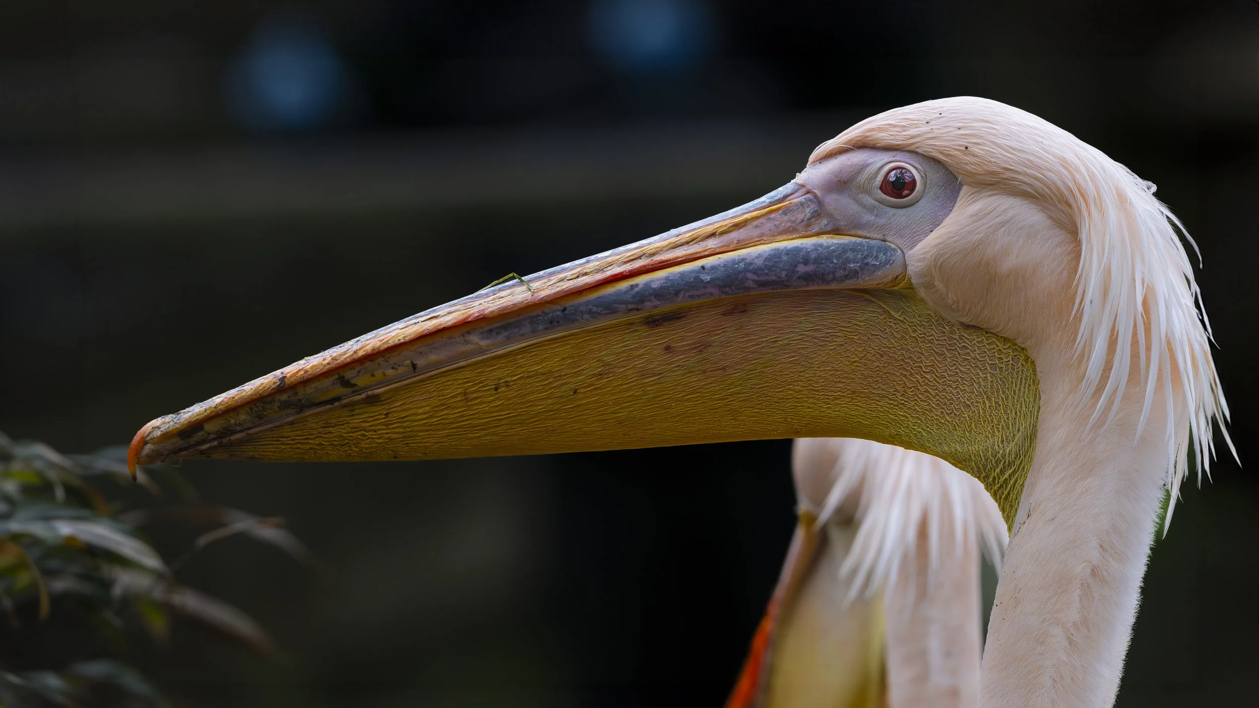 Birdworld 2025  (340)-Enhanced-NR-Edit.JPG