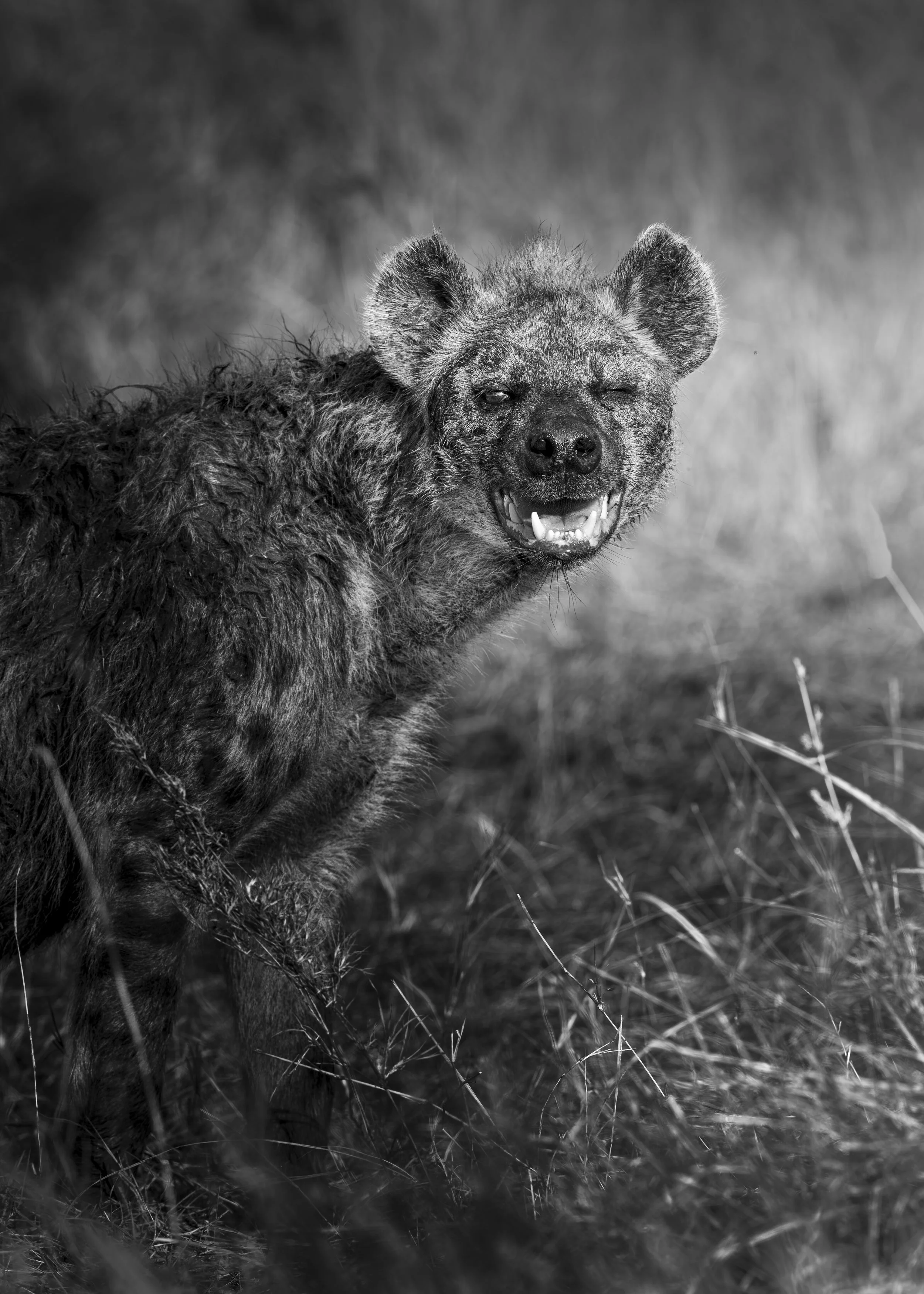 Safari Mara 2025 (9923).JPG