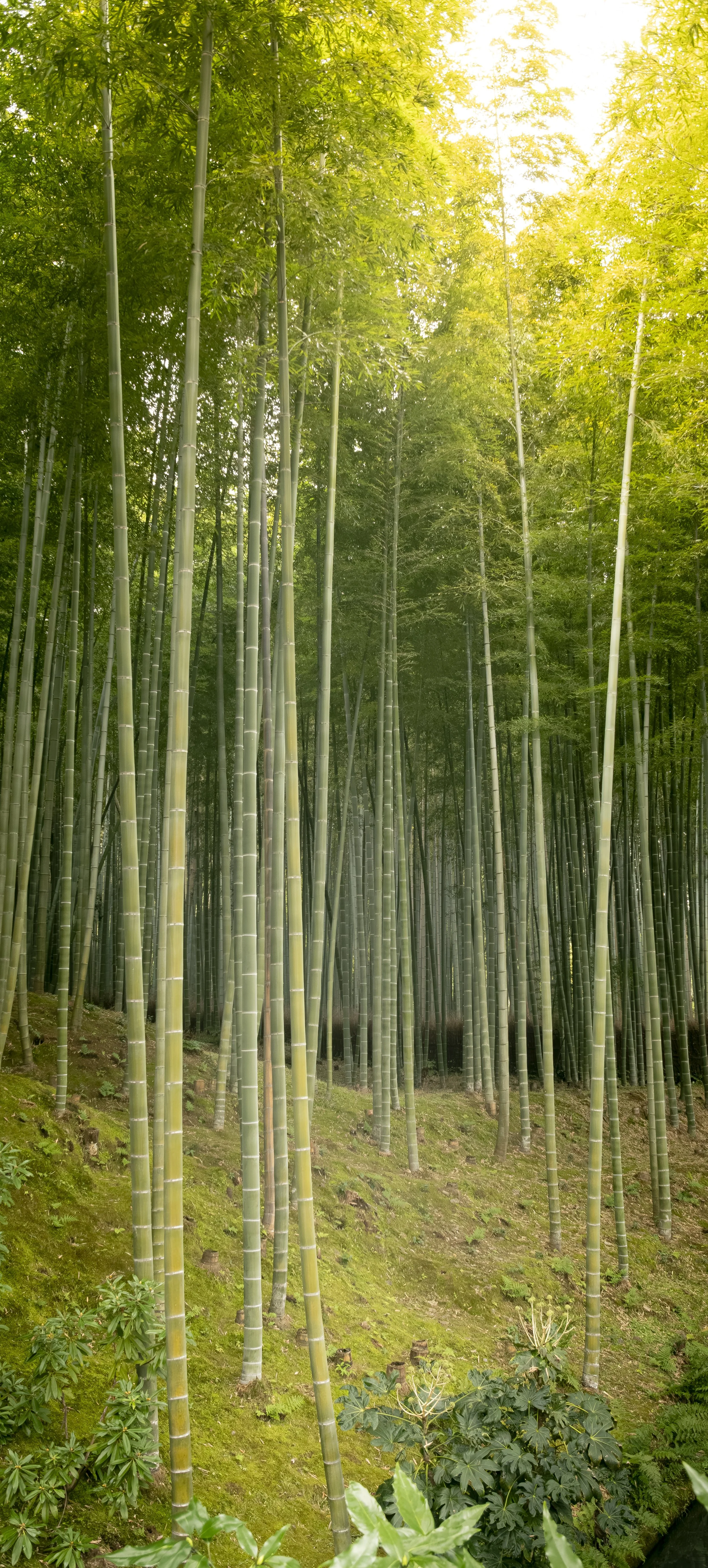 Japan 2020 (1762).JPG