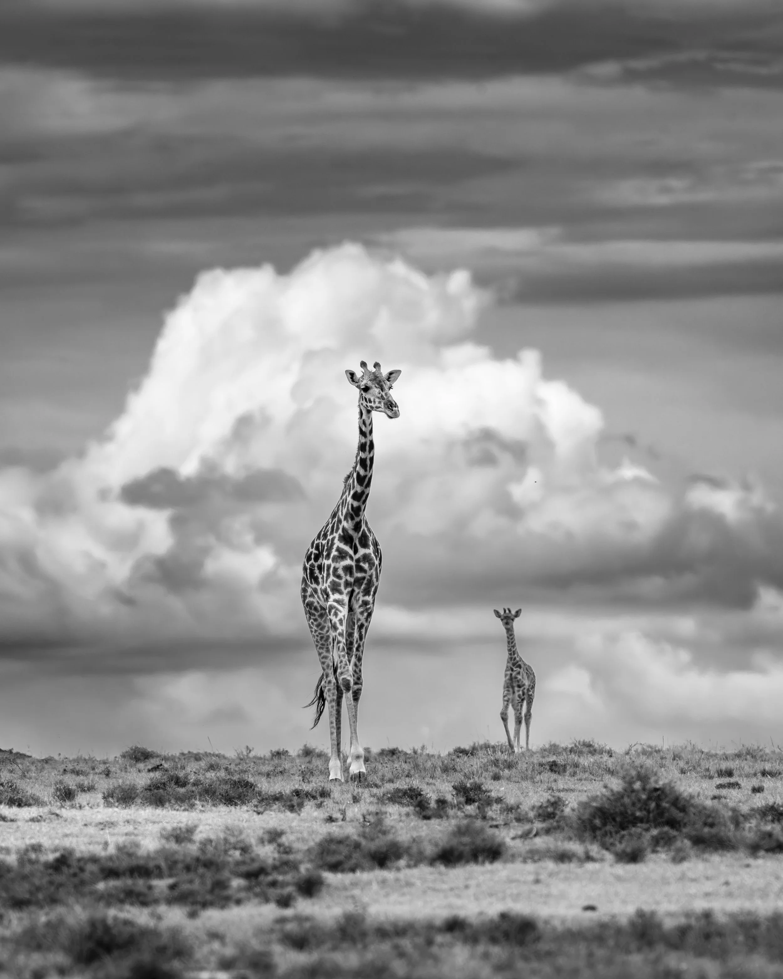Safari Mara 2025 (2089).JPG