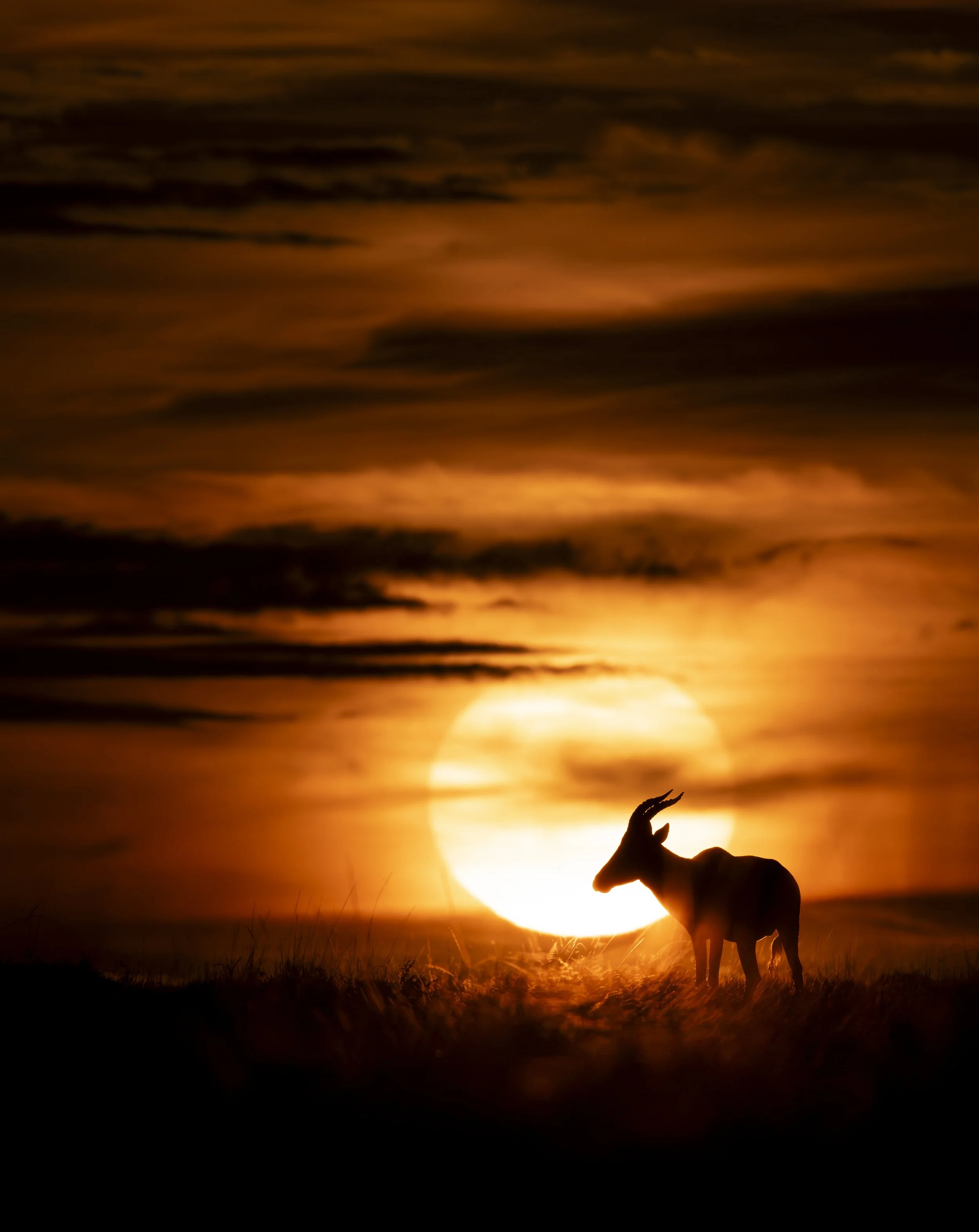 Safari Mara 2025 (6090).JPG