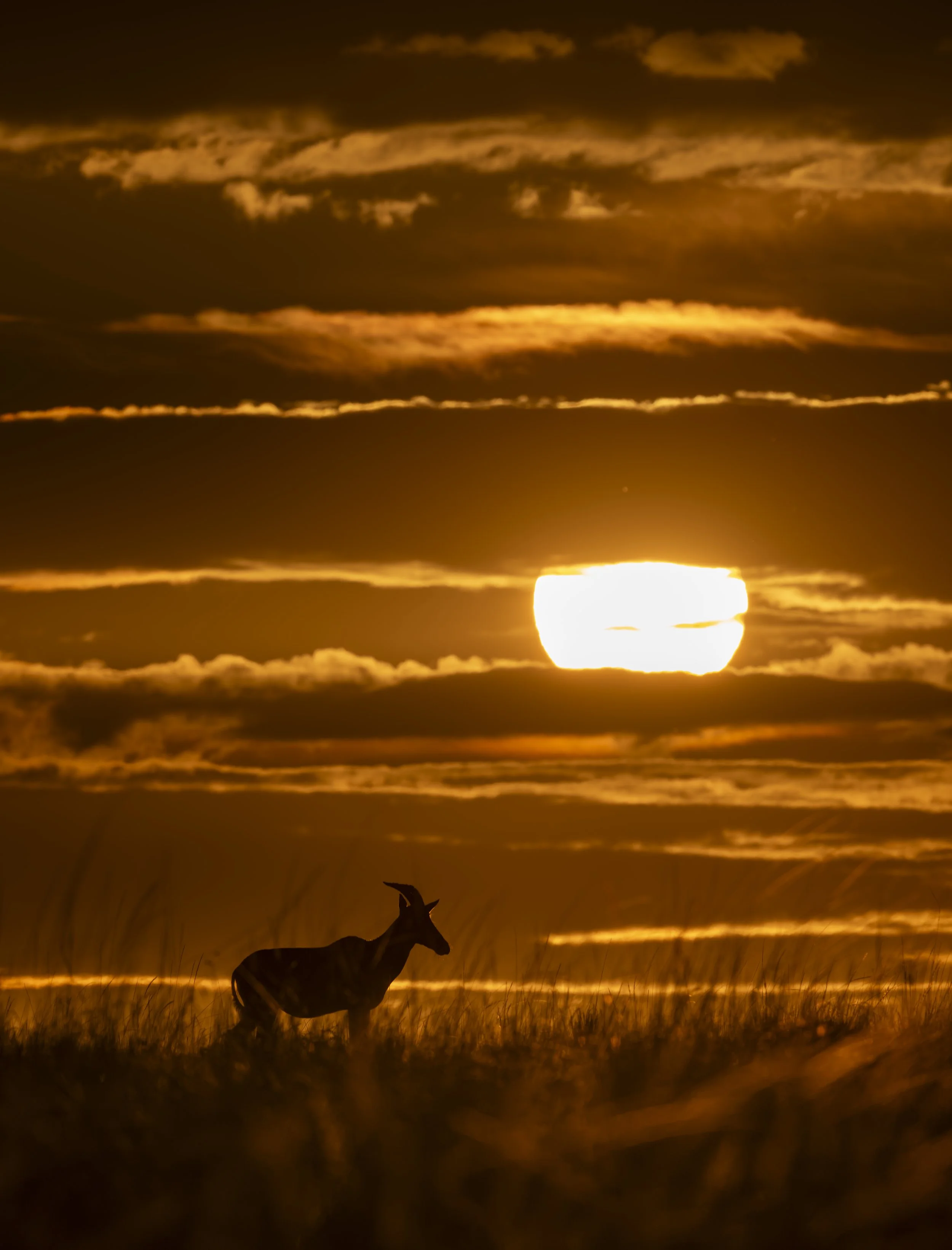 Safari Mara 2025 (9744).JPG