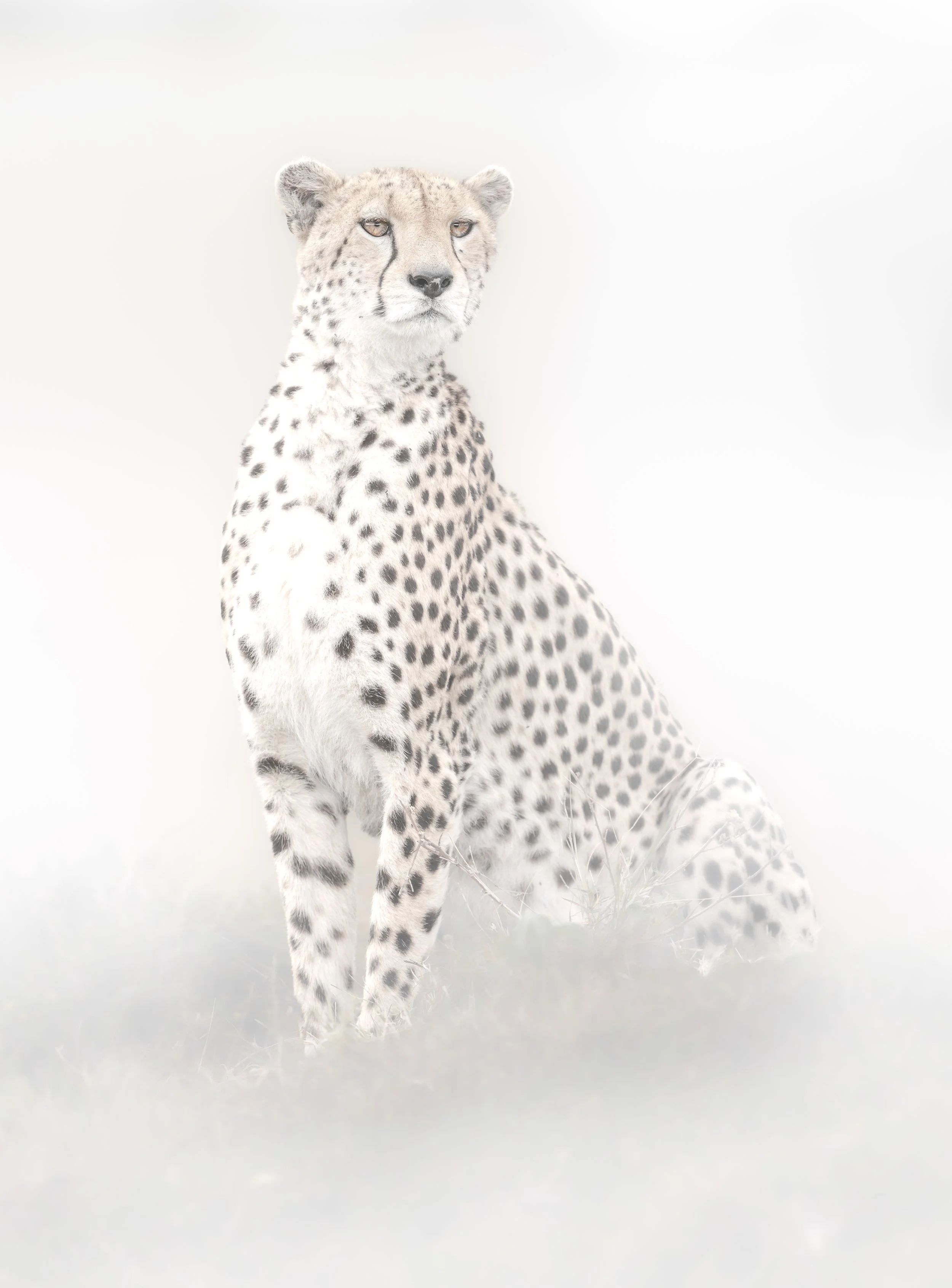 Safari Mara 2025 (1561)-2.JPG