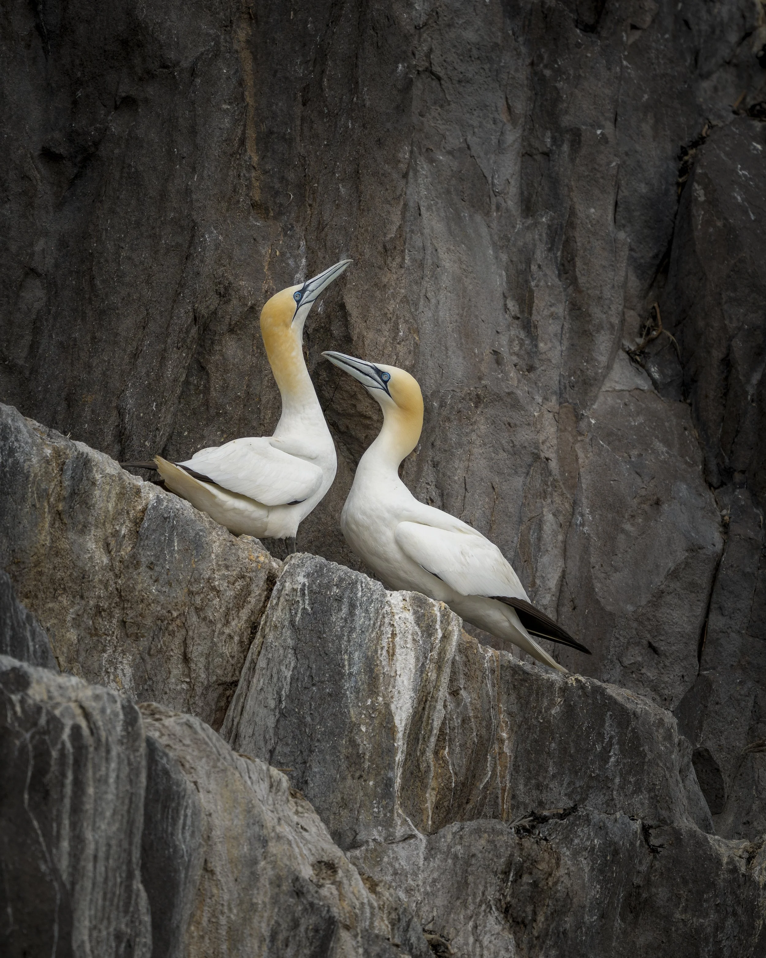 GB Coast 25 (3556)-Edit.JPG