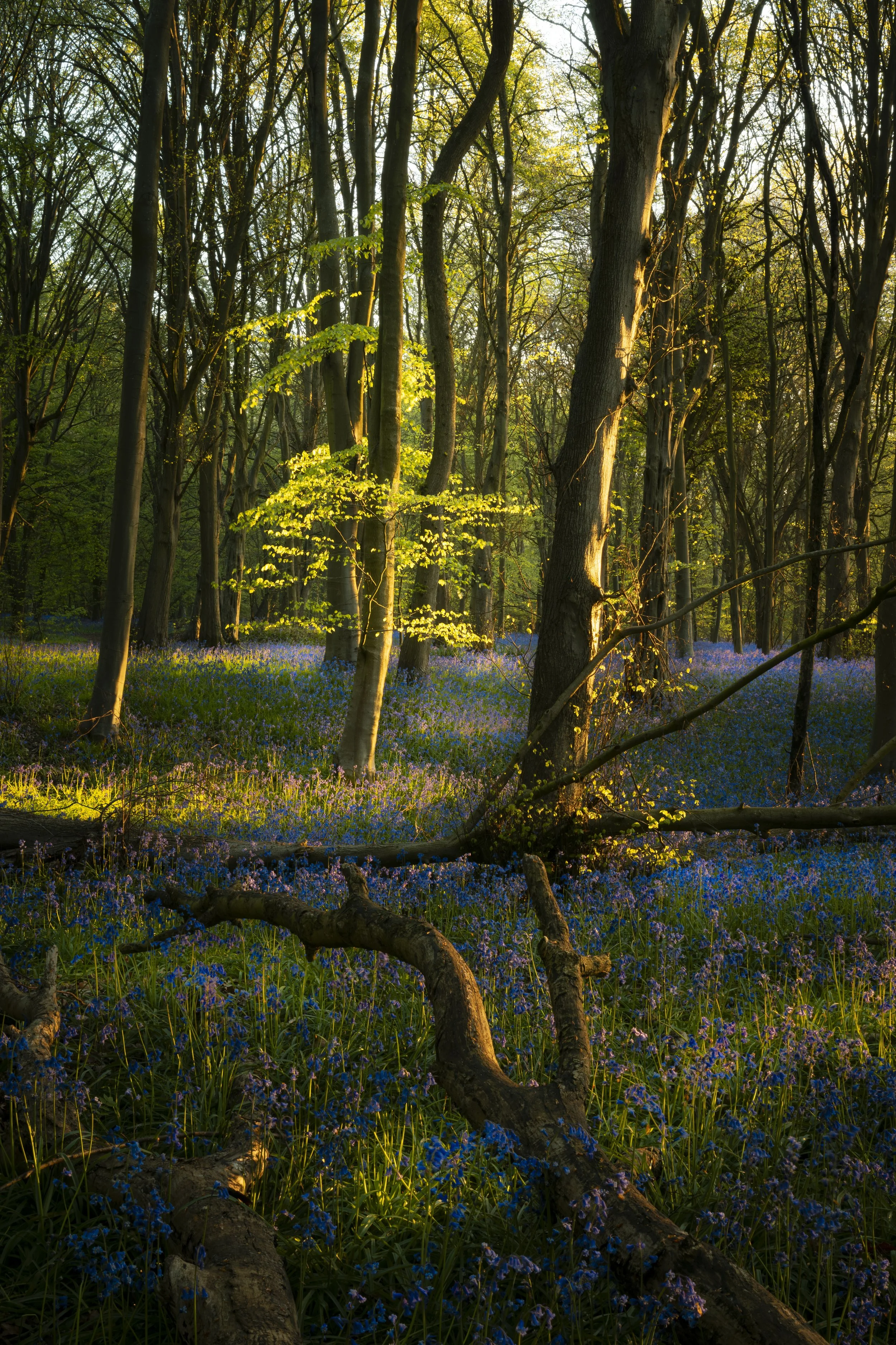 Colney Woods - Apr 20 2026 (75).JPG