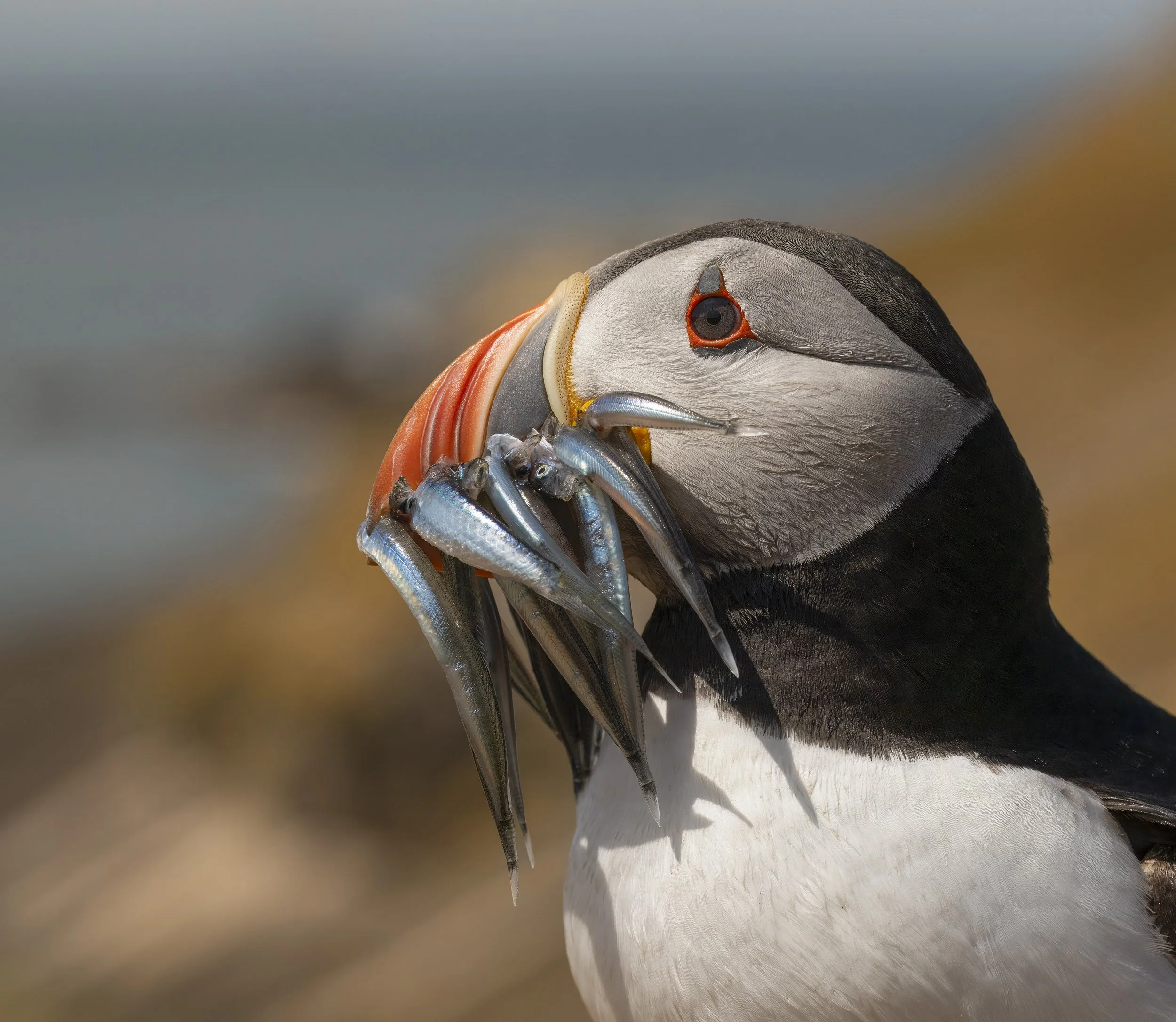 GB Coast 25 (1763).JPG