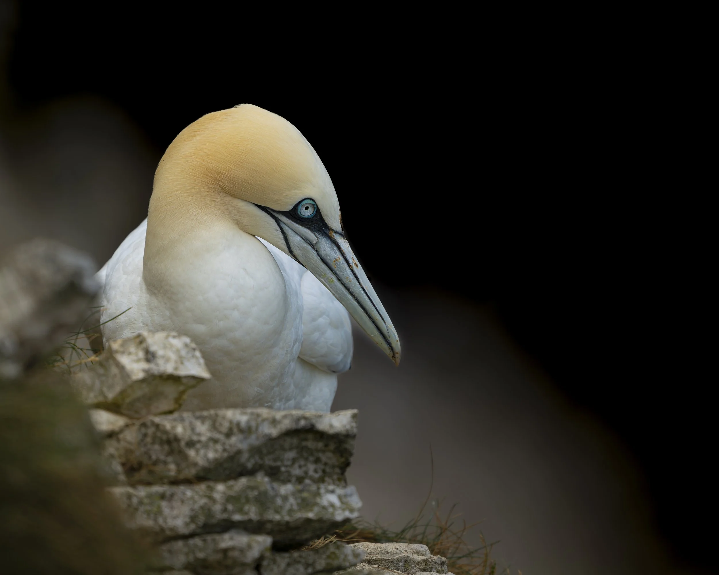 GB Coast 25 (5279).JPG