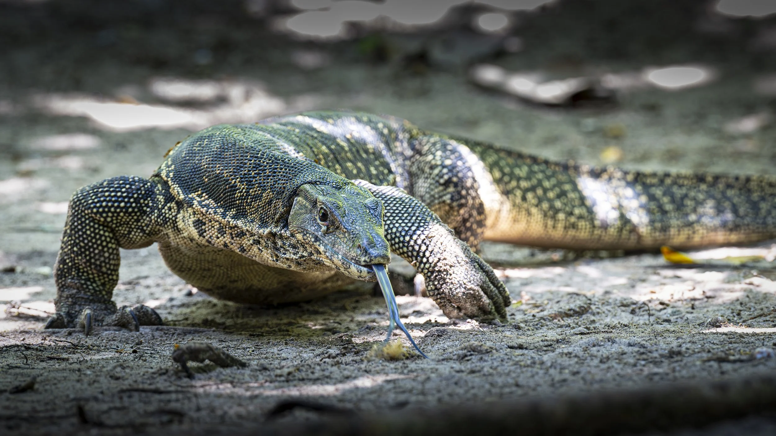 Sing & Borneo  (580)-Enhanced-NR-Edit.jpg