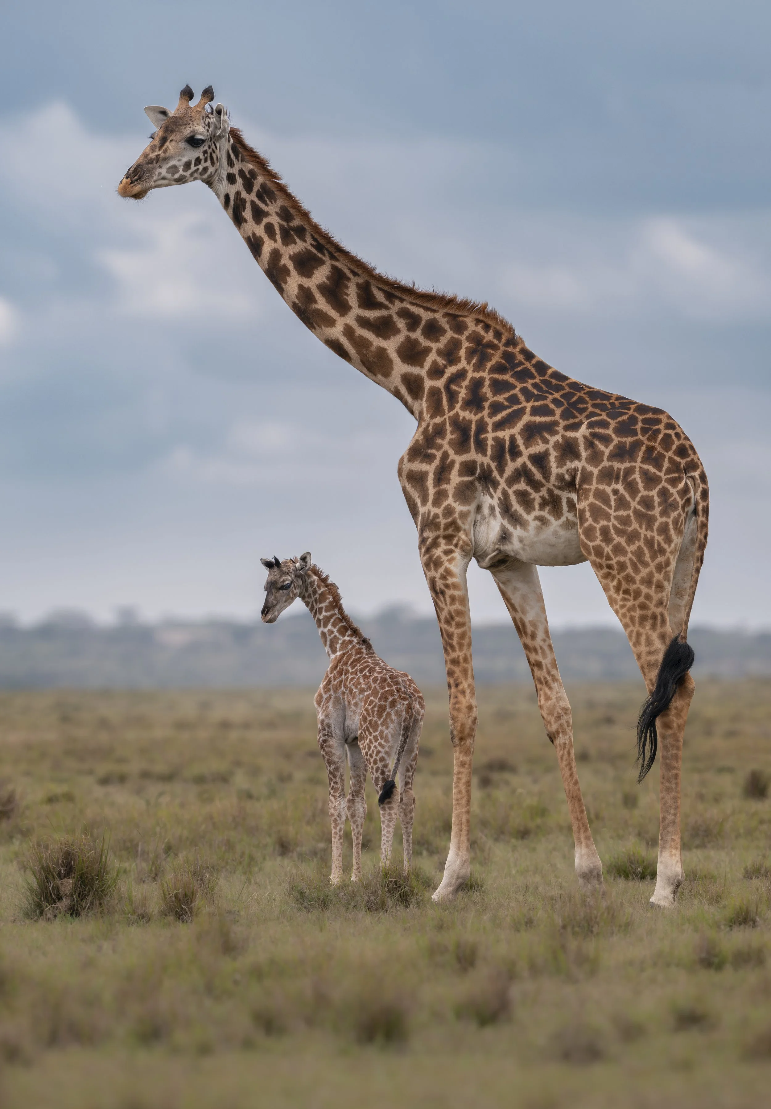 Safari Mara 2025 (146).JPG