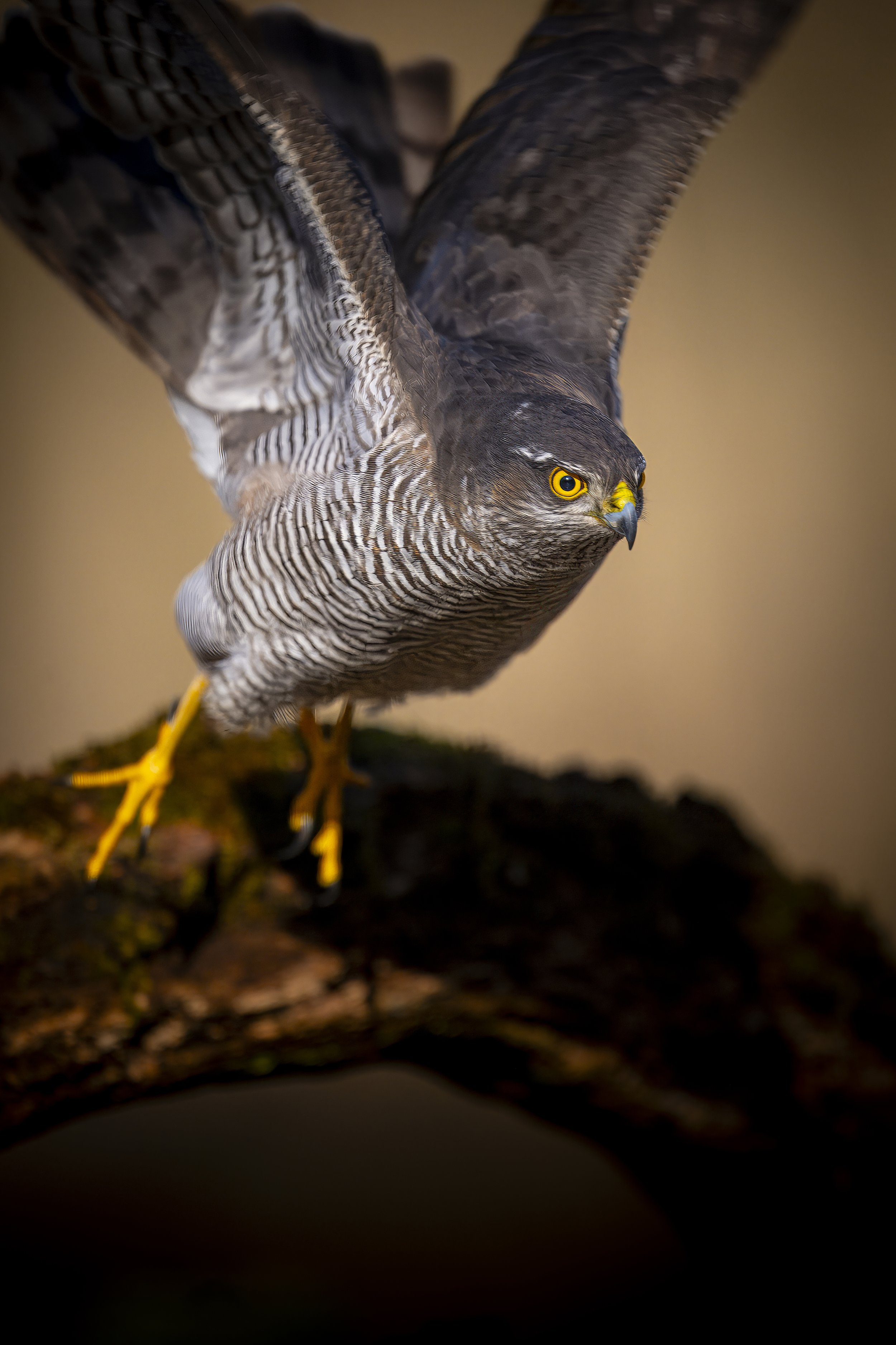 Hungary - Jan 2025  (11089)-Enhanced-NR.JPG